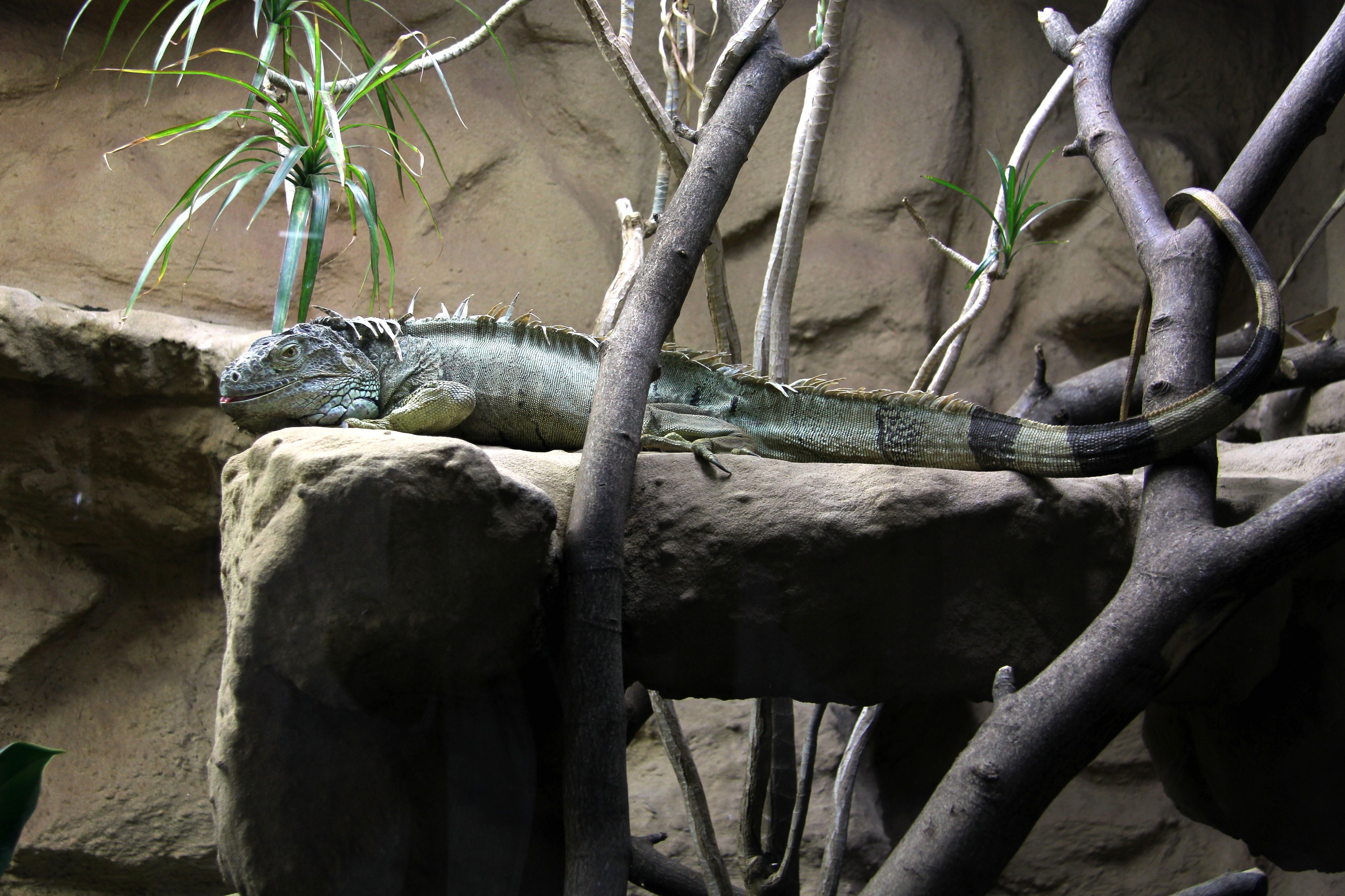 Grüner Leguan im Zoo Neuwied (Sp)