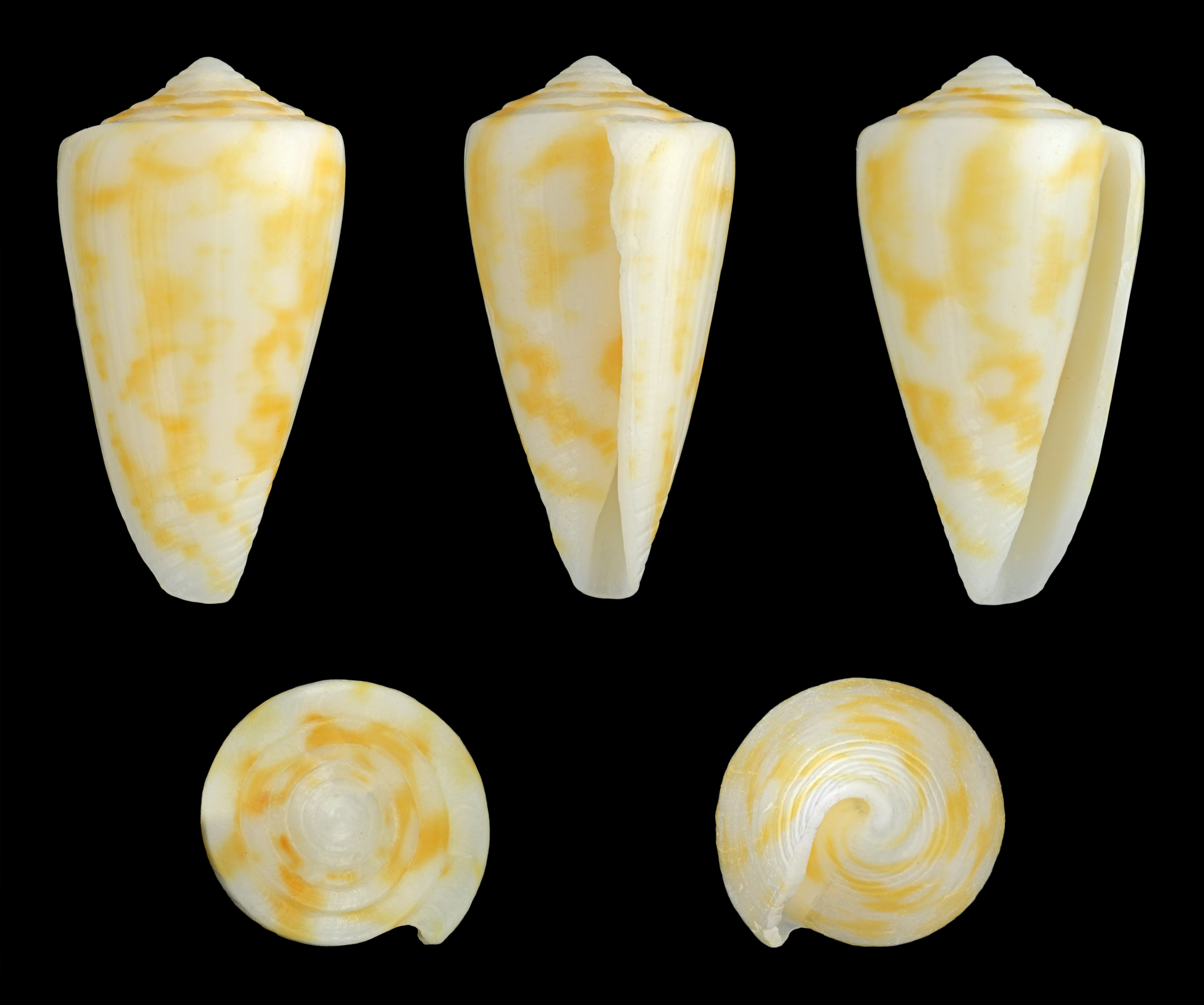 Gradiconus flavescens 01