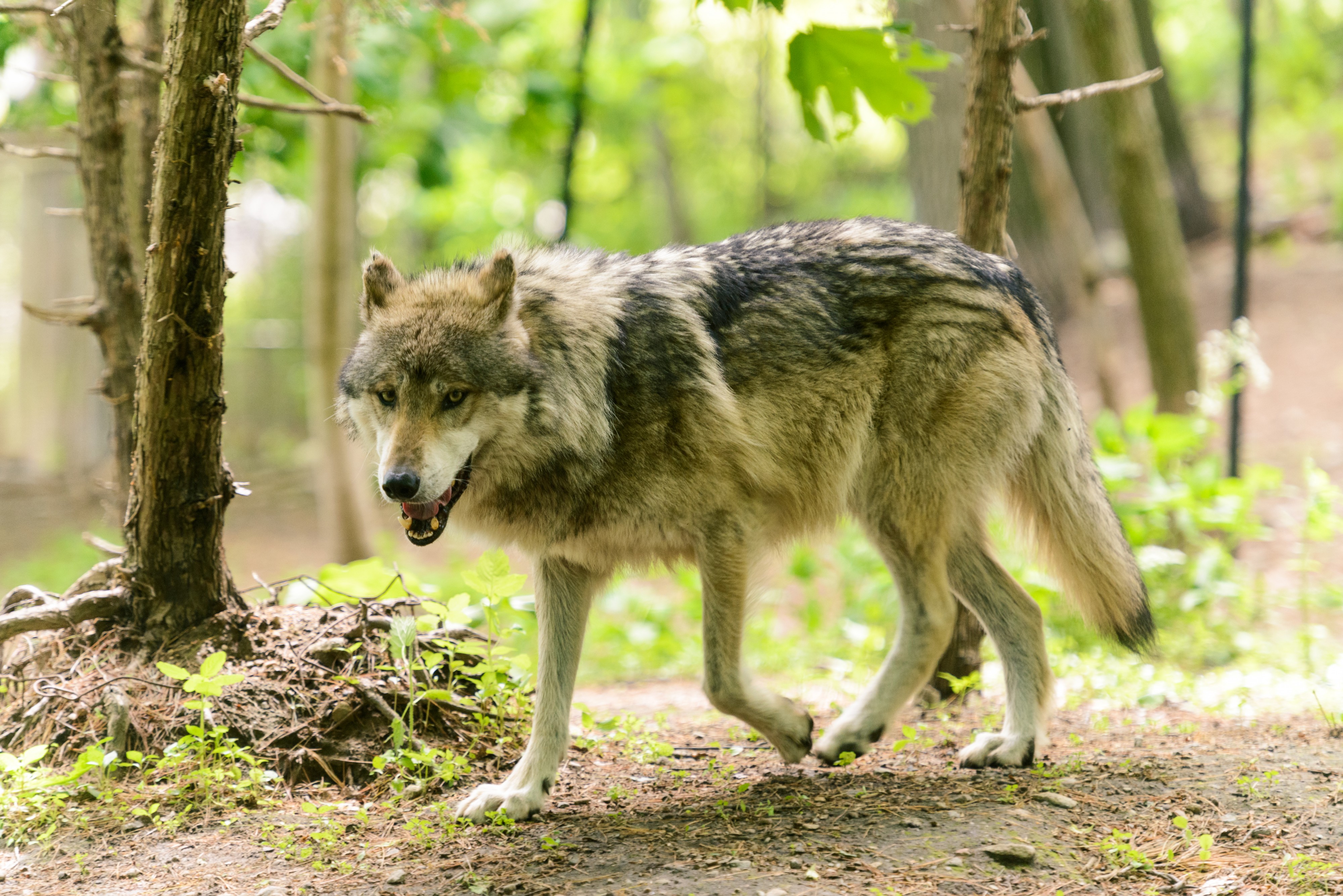 Gray Wolf in Spring (14208643357)
