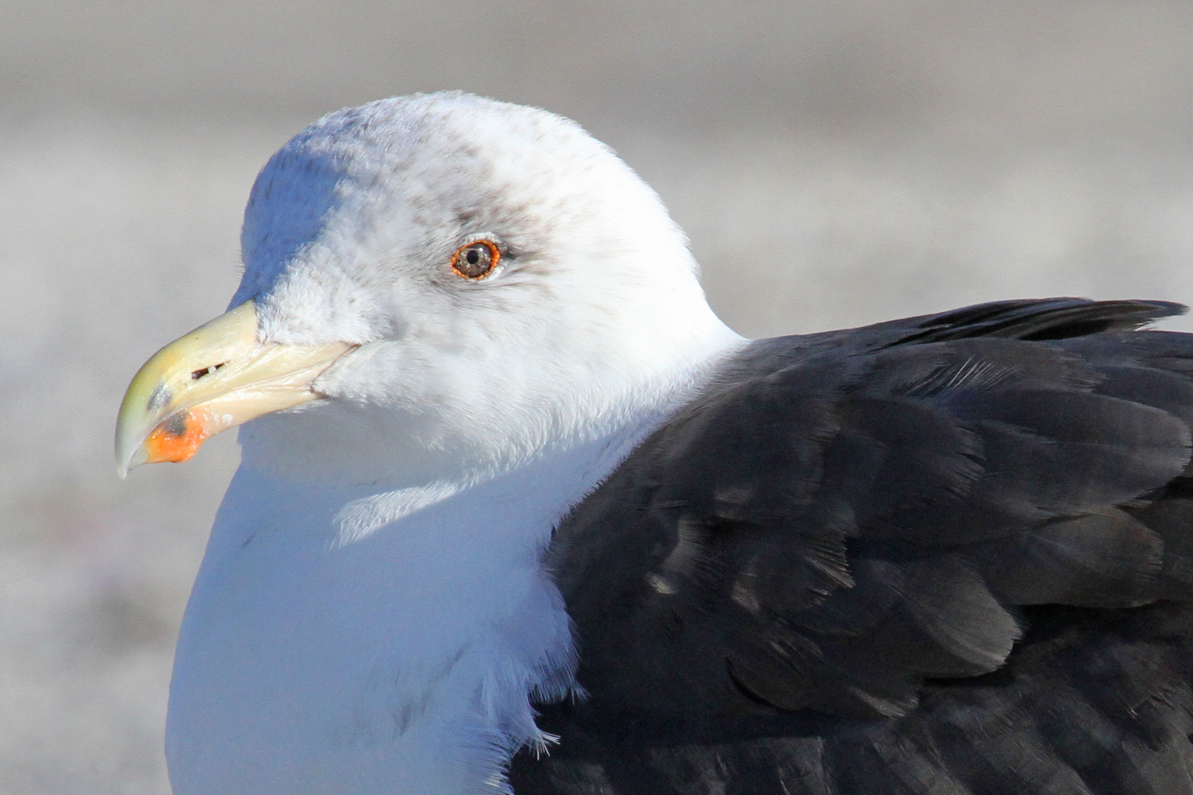 Great Black-backed Gull - Larus marinus, Chincoteague National Wildlife Refuge, Chincoteague, Virginia - 31167687661