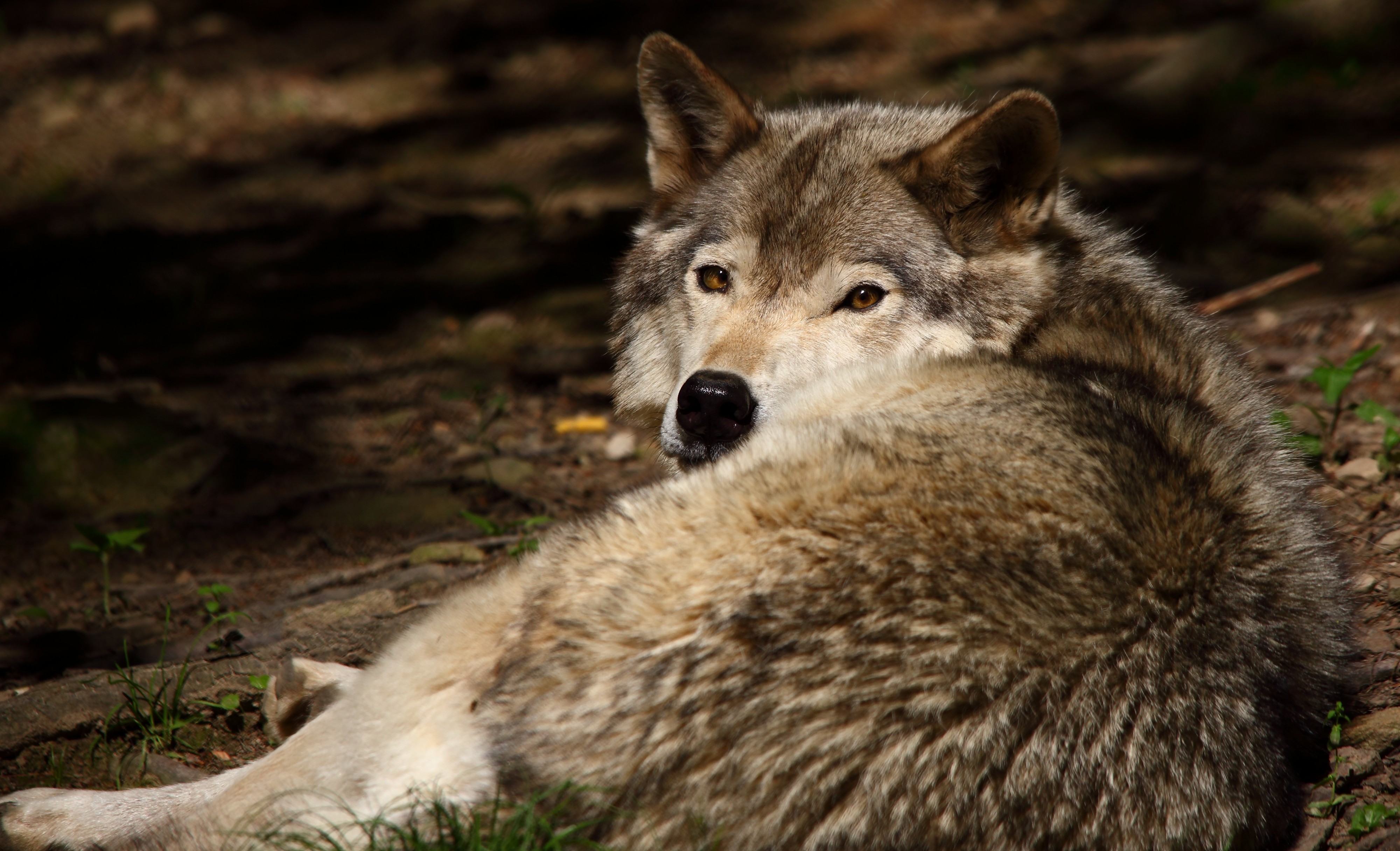 Grey-wolf-wildlife 17 - West Virginia - ForestWander