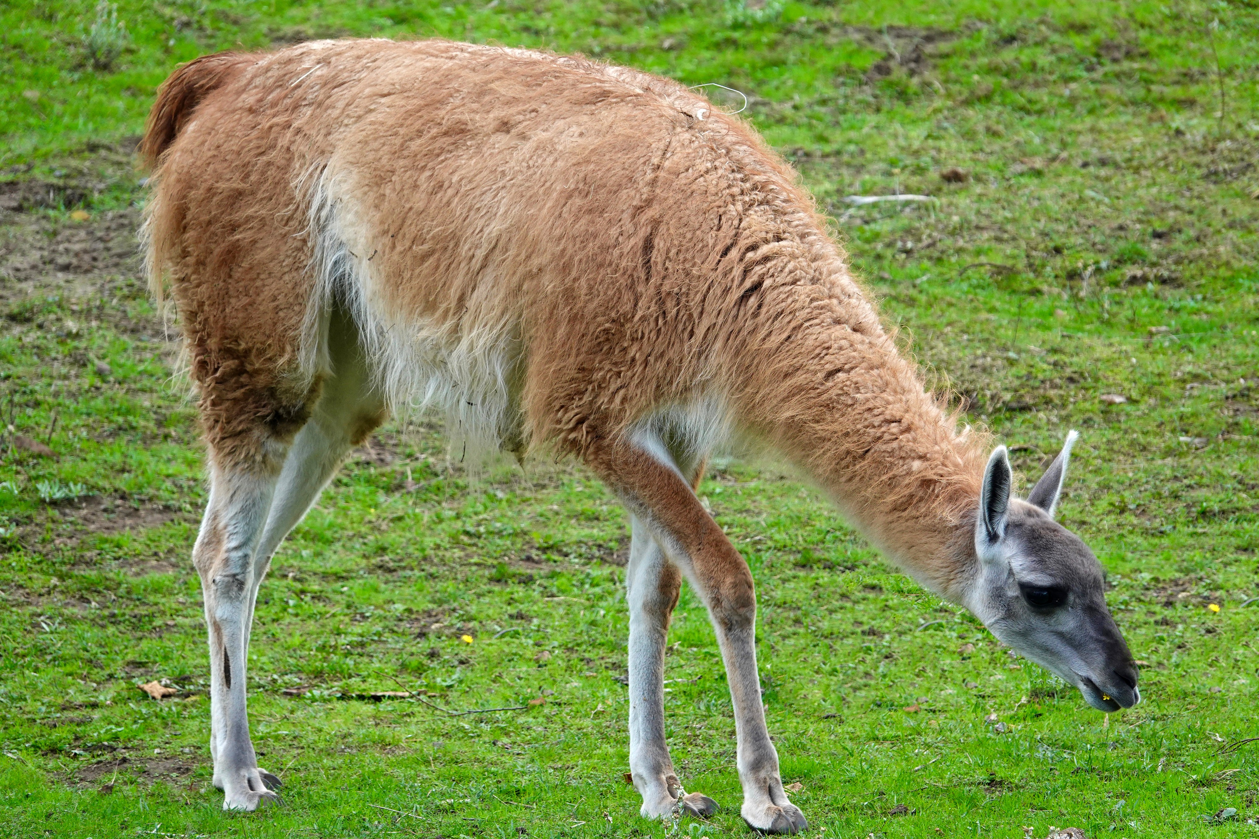 Guanaco at SF Zoo Close Up