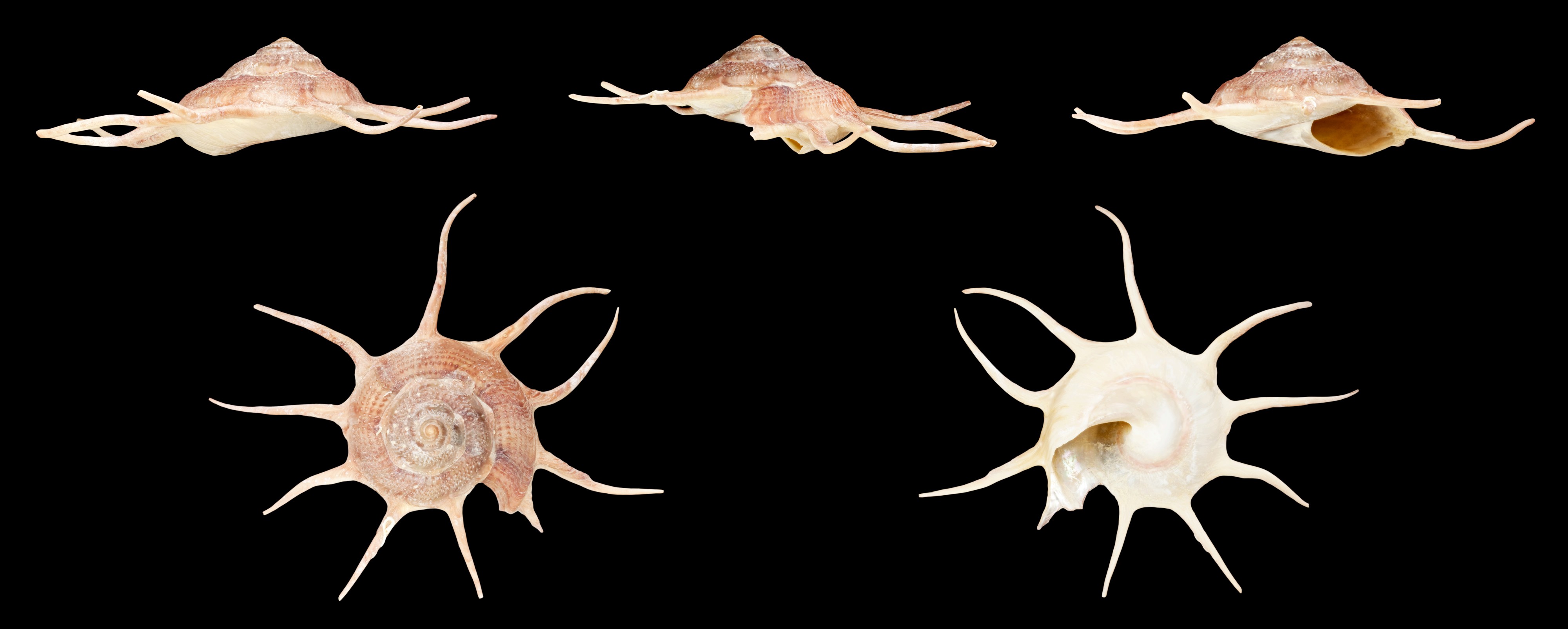 Guildfordia yoka delicata 01