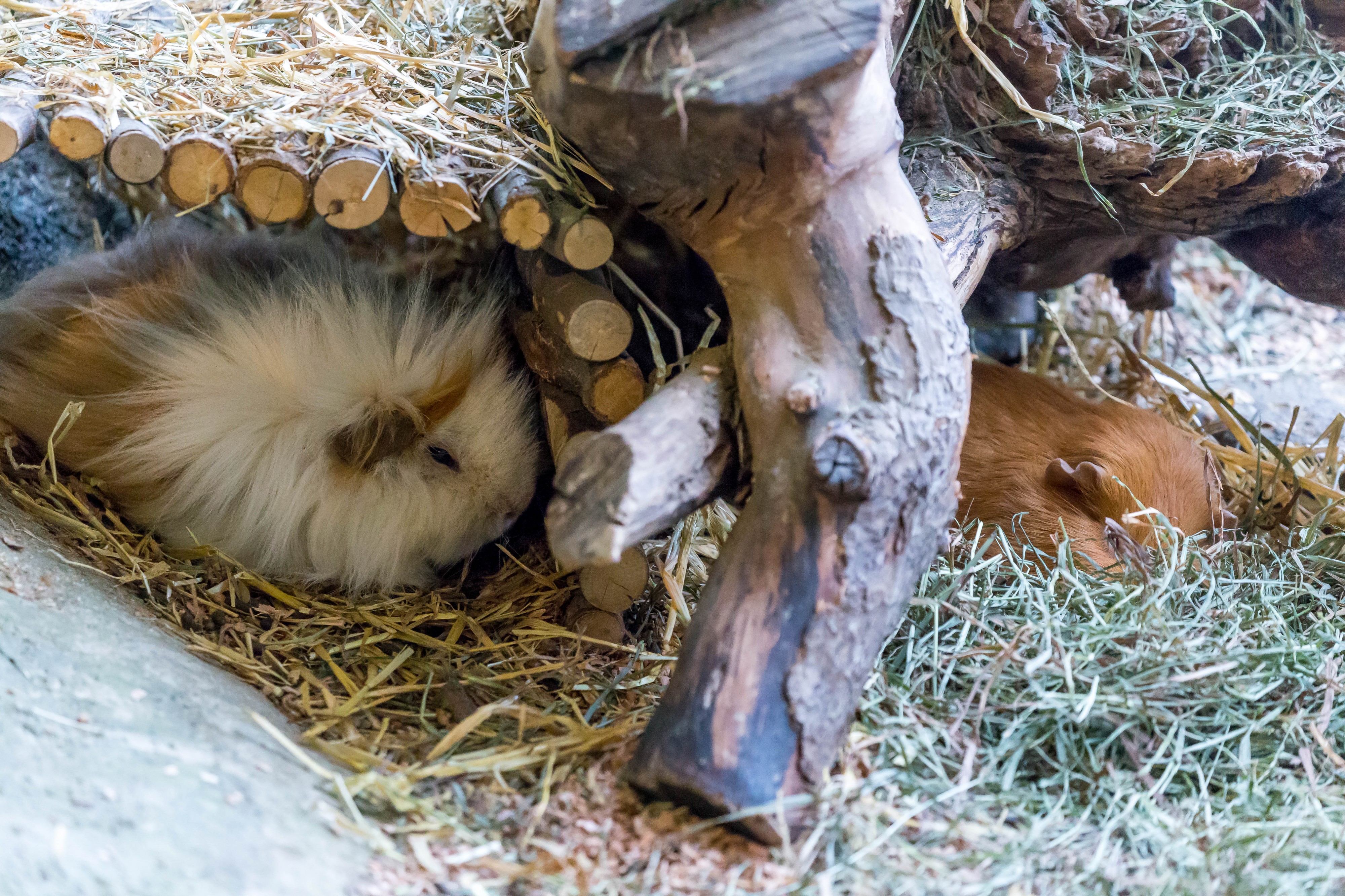 Guinea Pig (32497522005)
