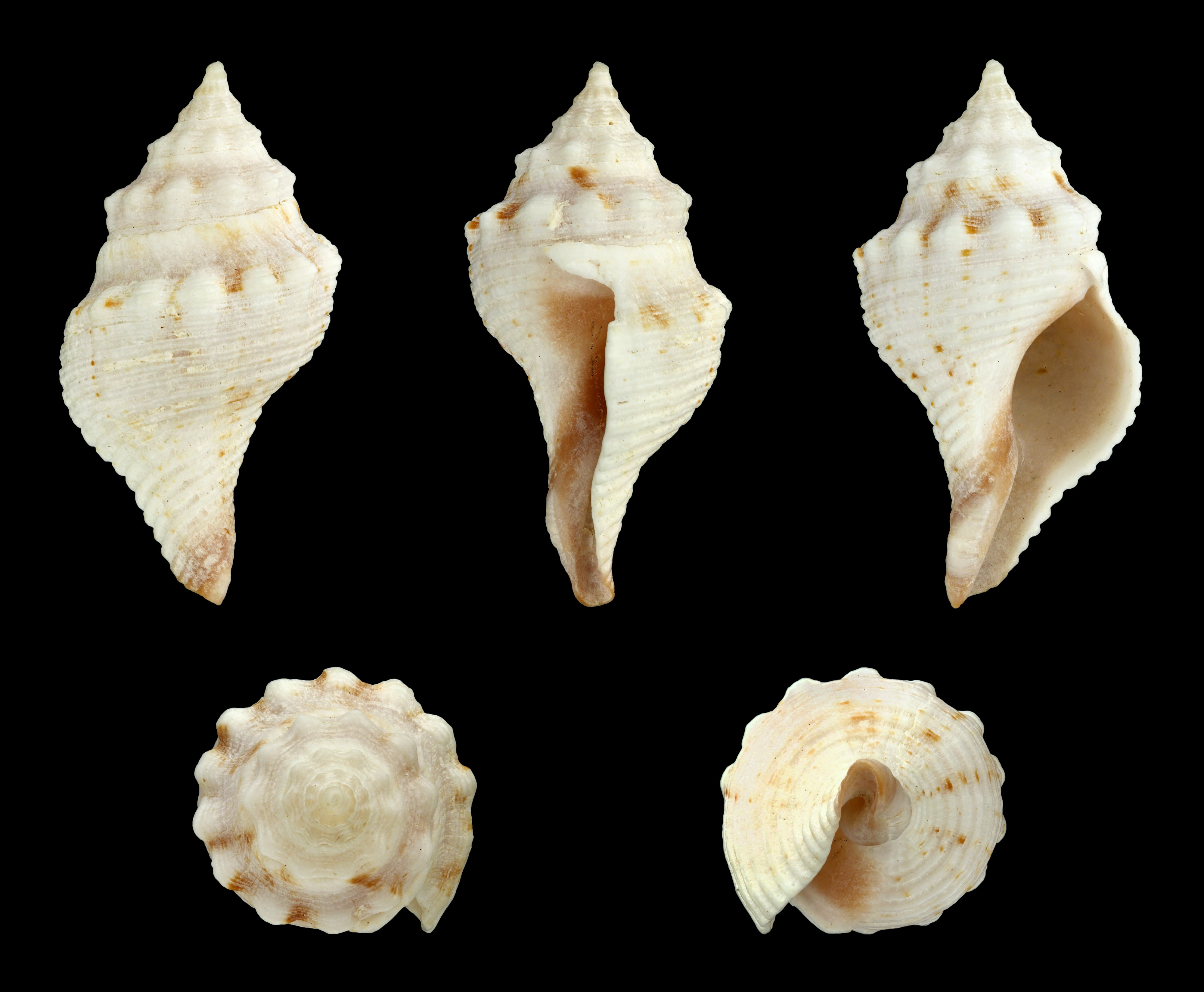 Gymnobela bairdii 01