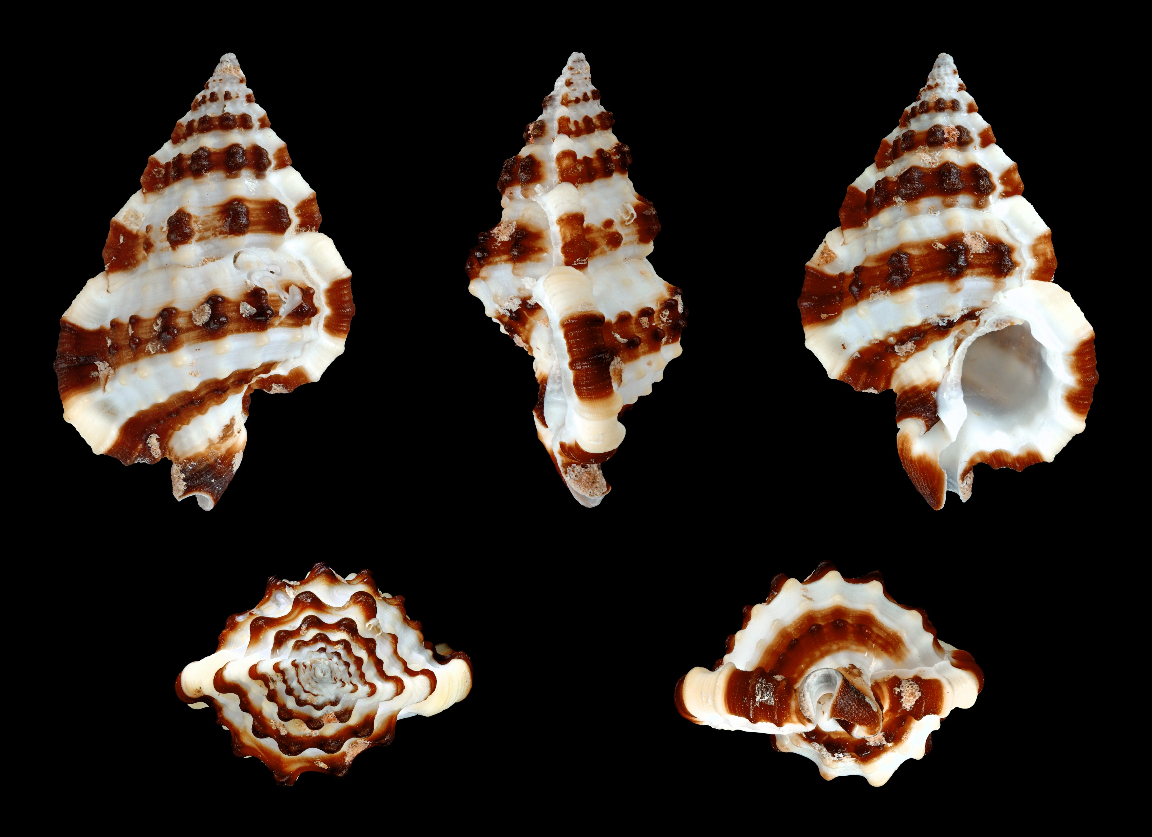 Gyrineum gyrinum 01