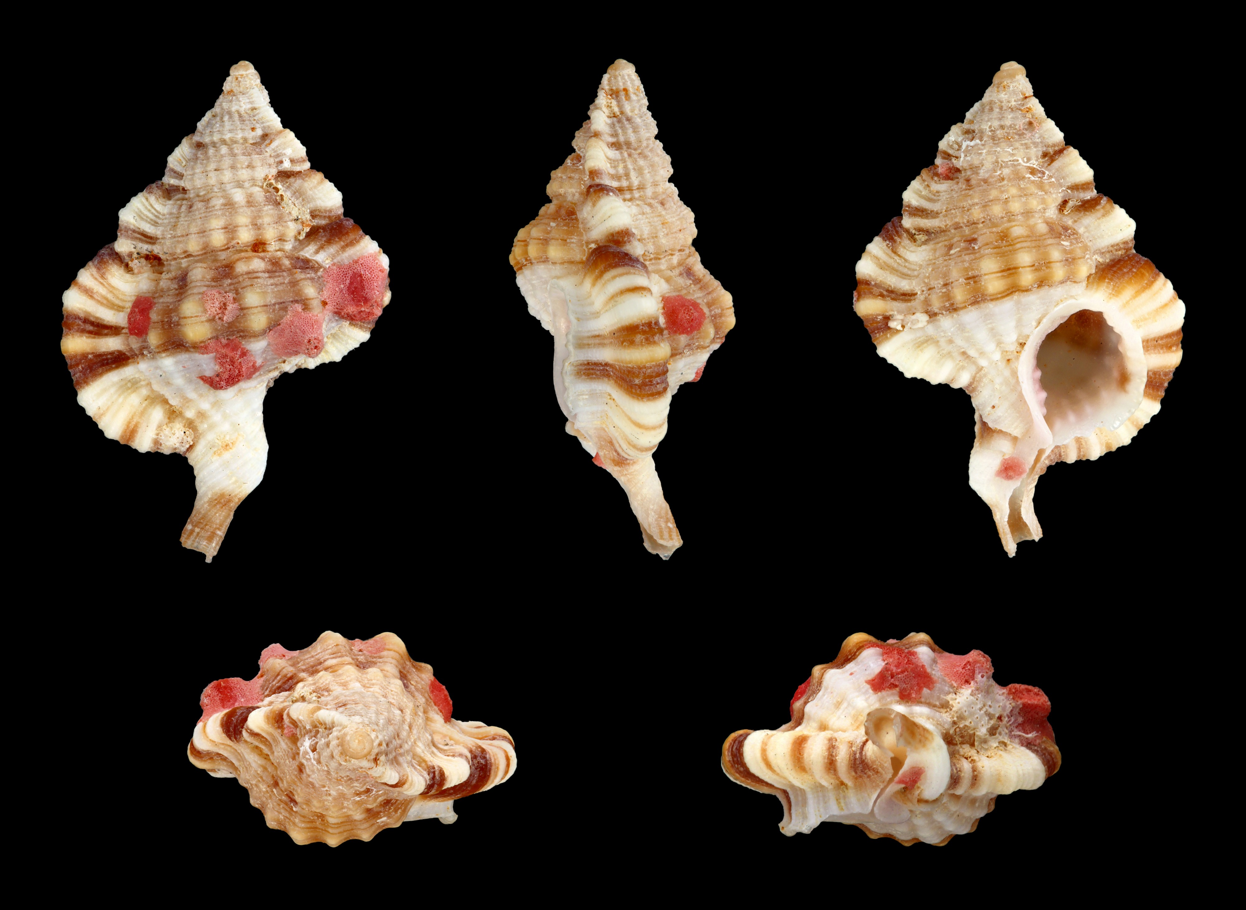 Gyrineum longicaudatum 01