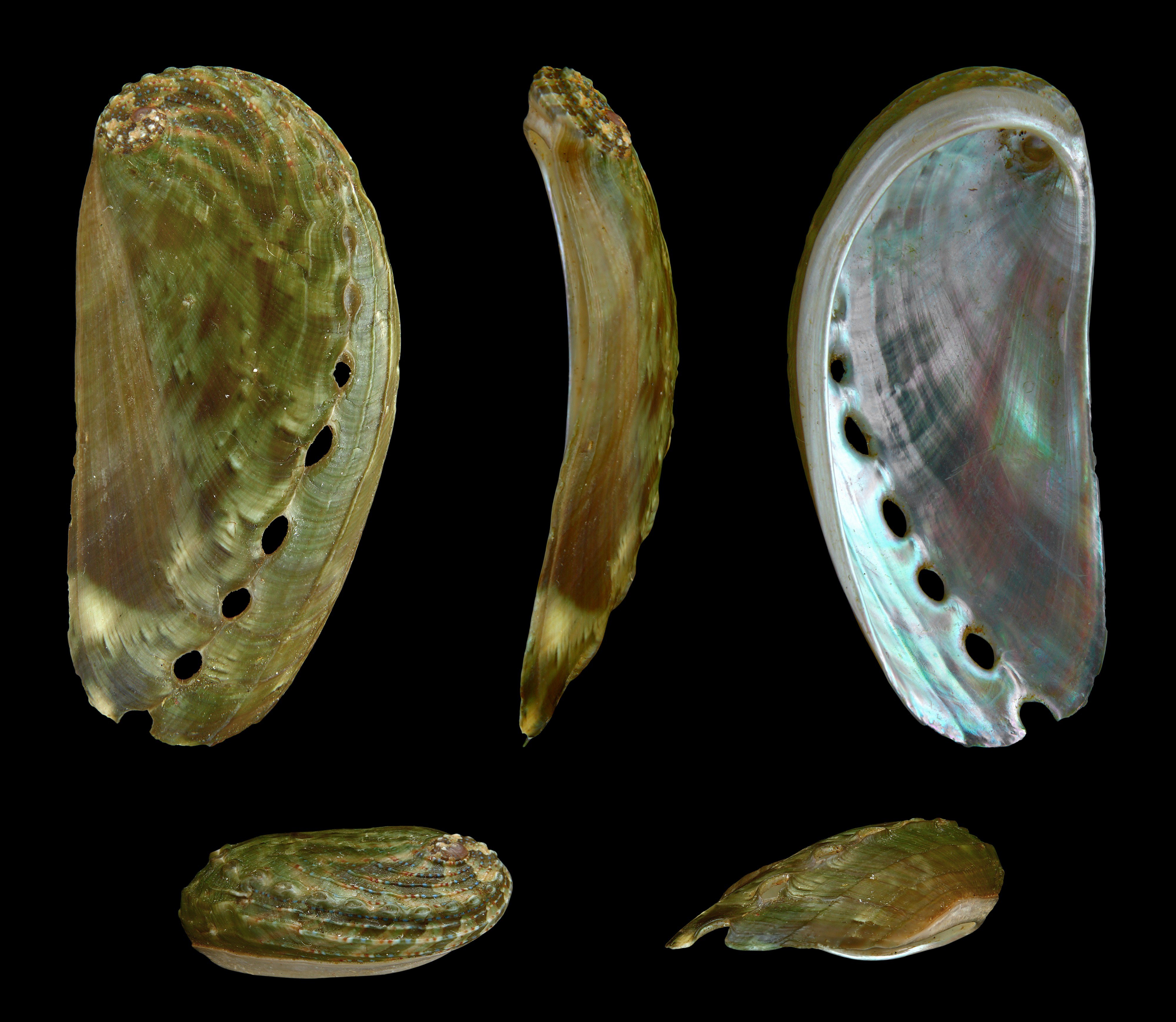 Haliotis asinina 01