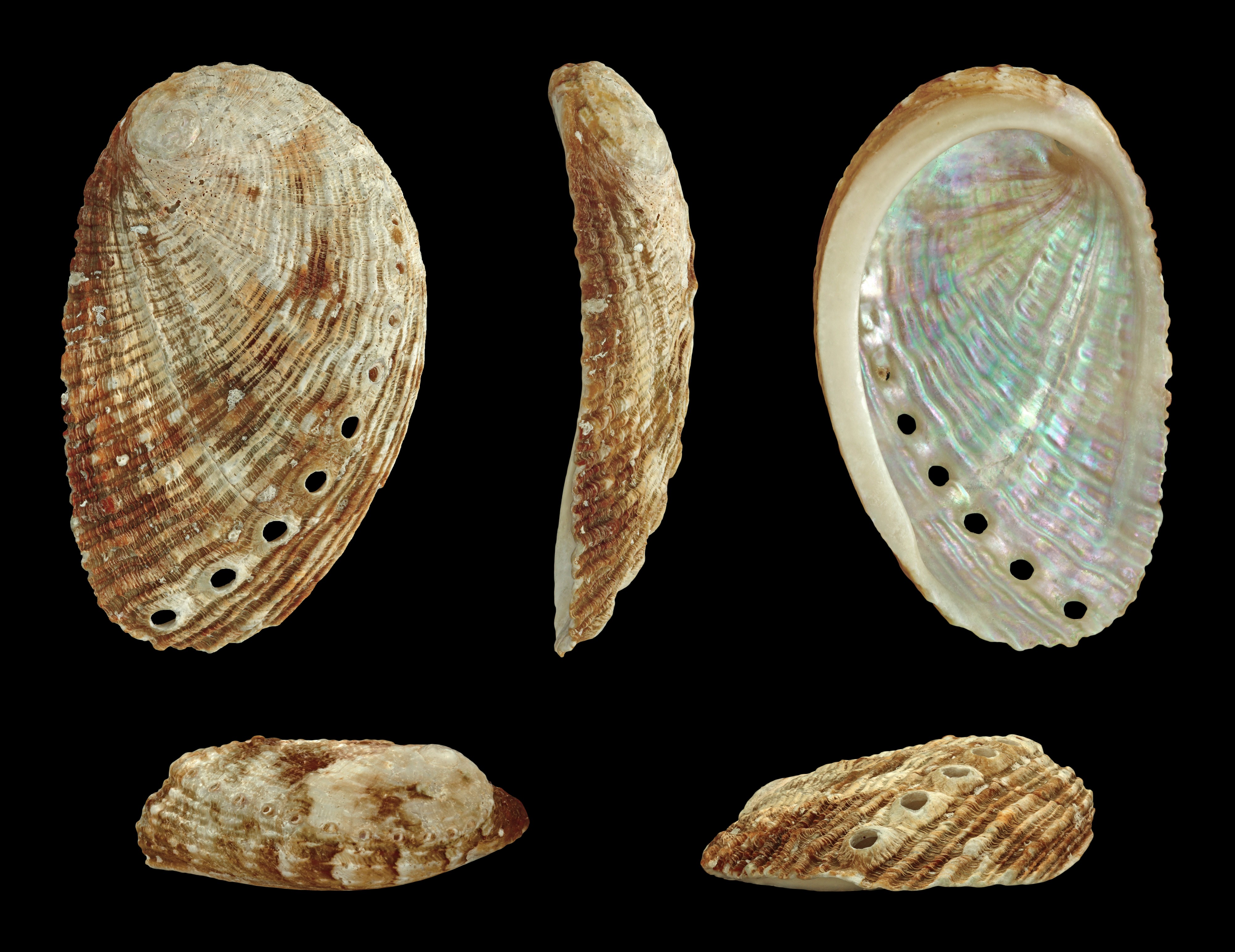 Haliotis tuberculata coccinea 01