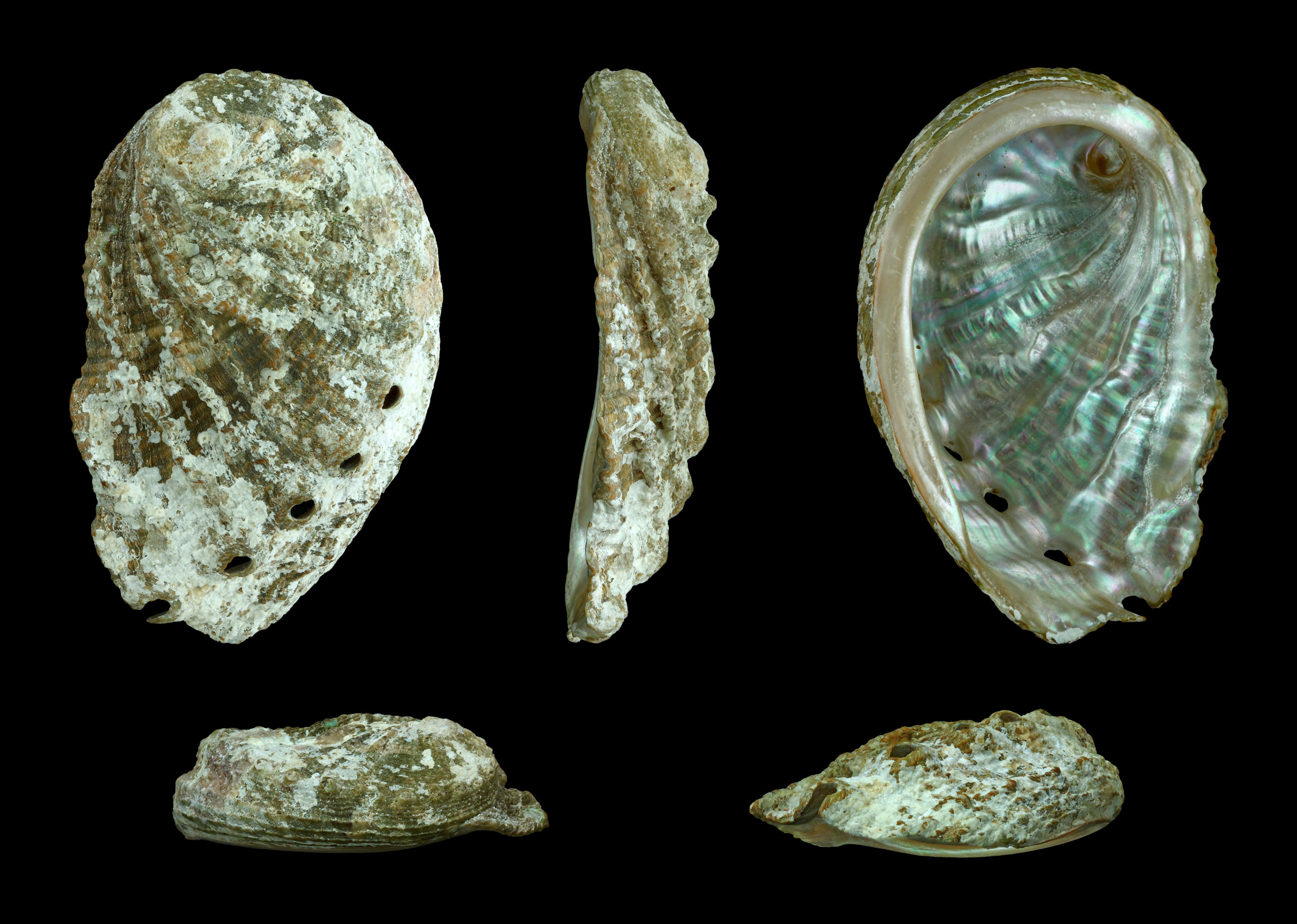 Haliotis tuberculata lamellosa 01