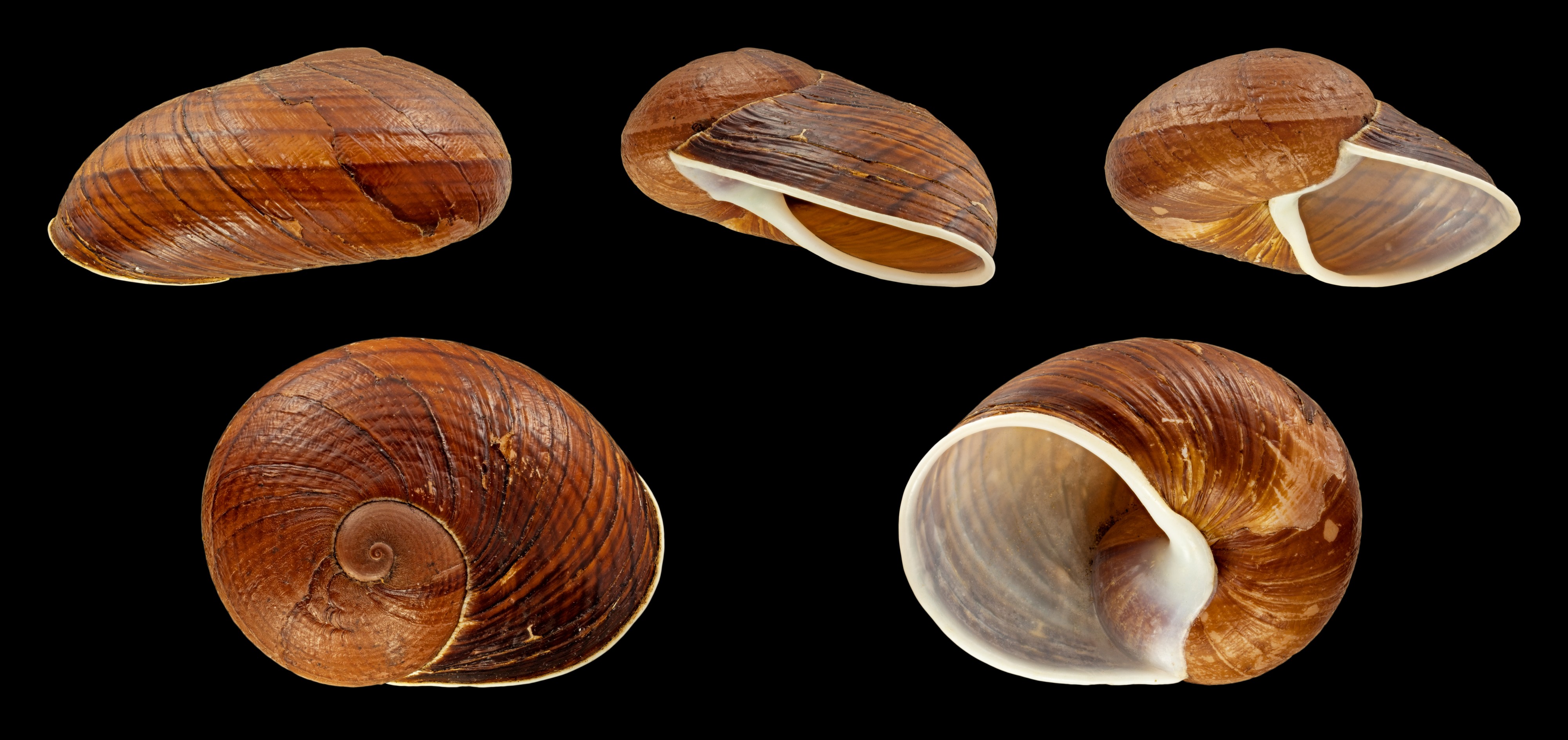 Helicophanta vesicalis 01