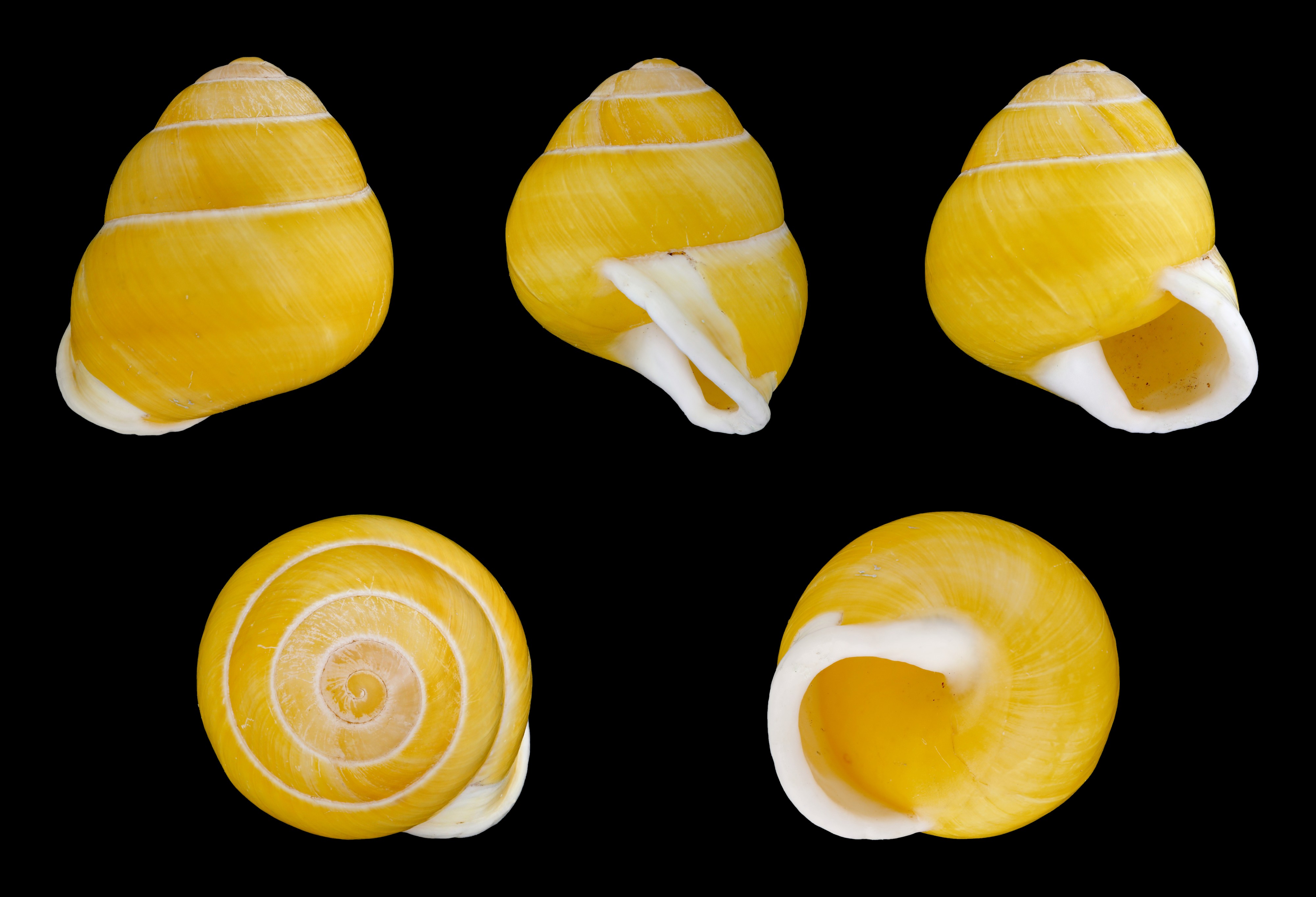 Helicostyla annulata 01