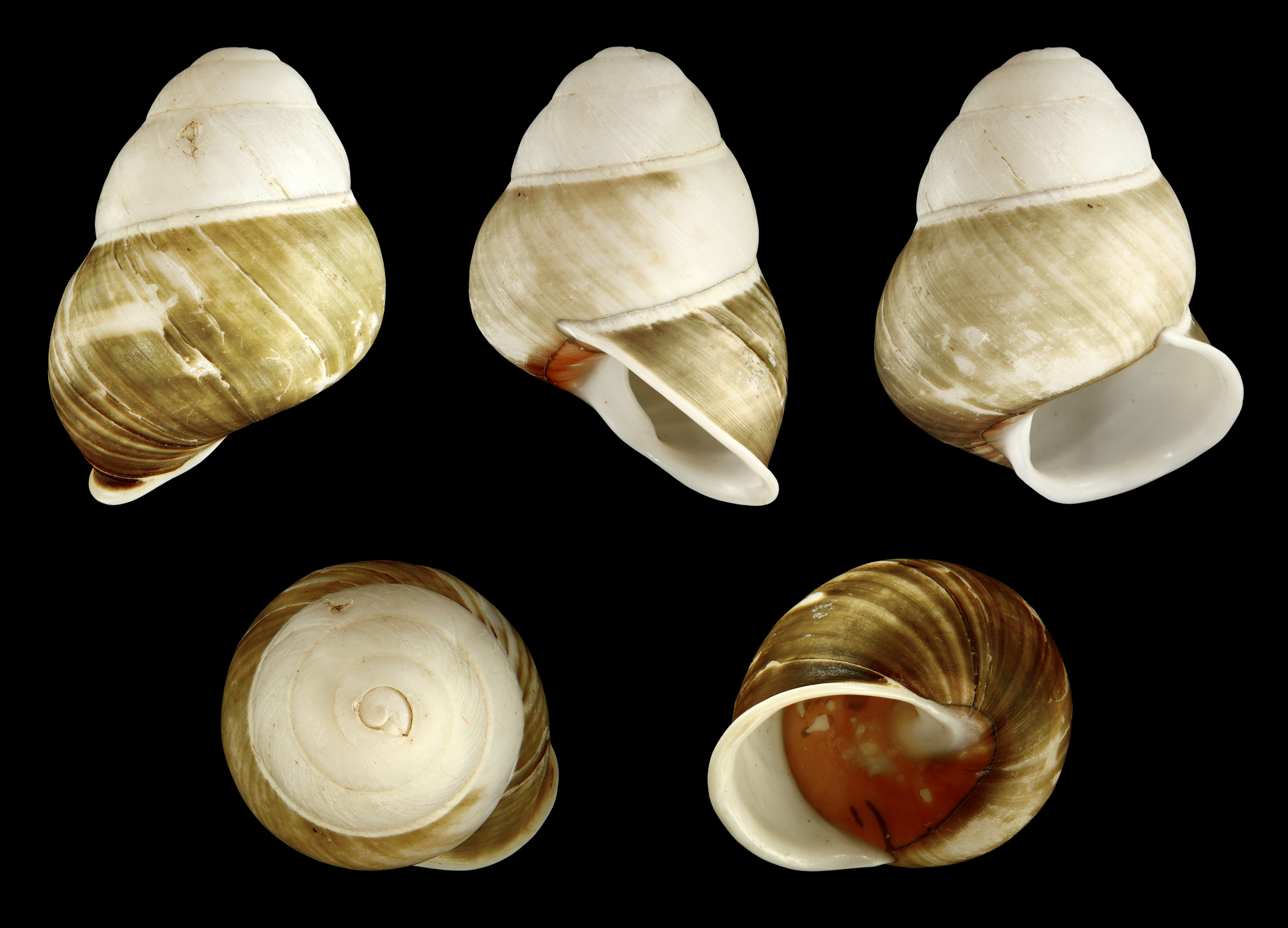 Helicostyla florida 01