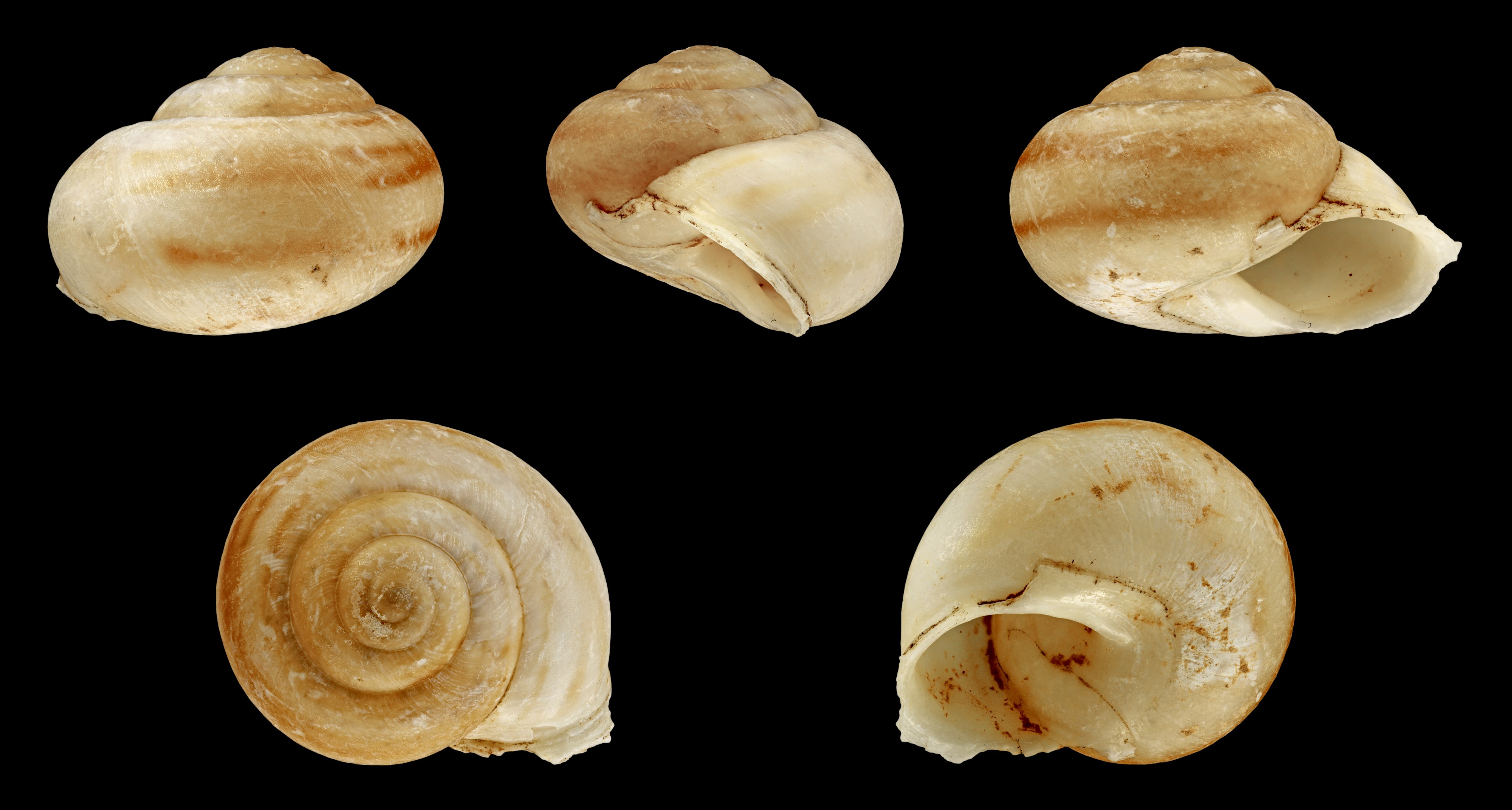 Hemicycla sarcostoma 02