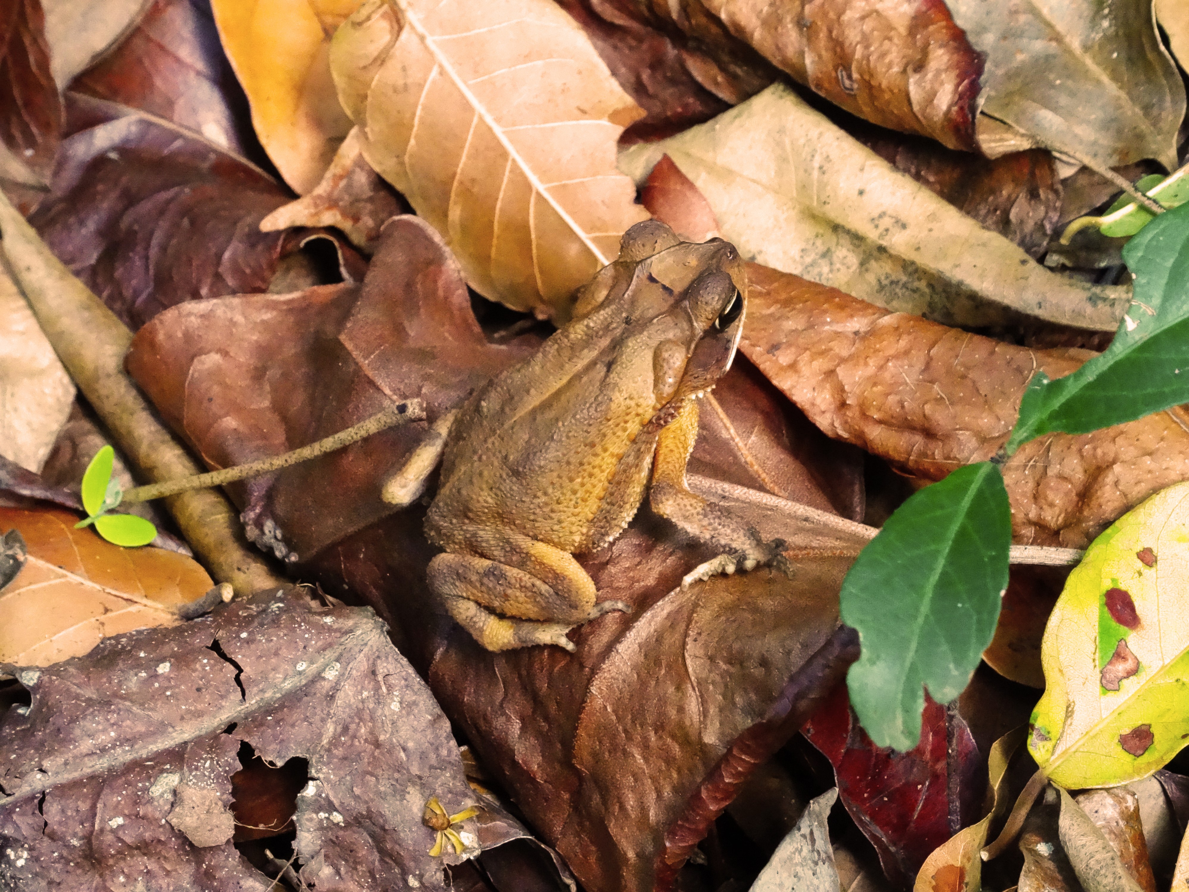 Hidden frog