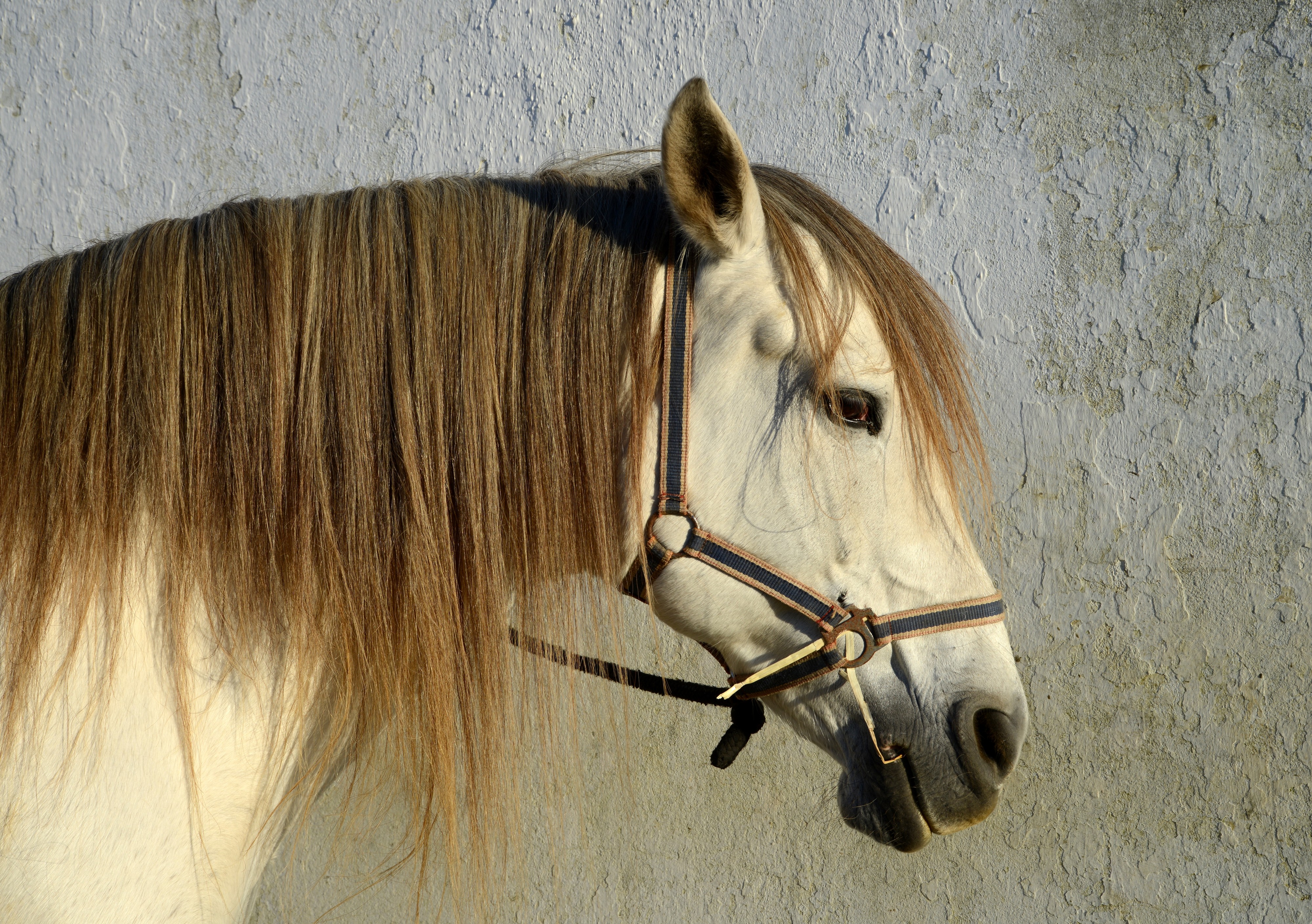 Horse December 2014-1