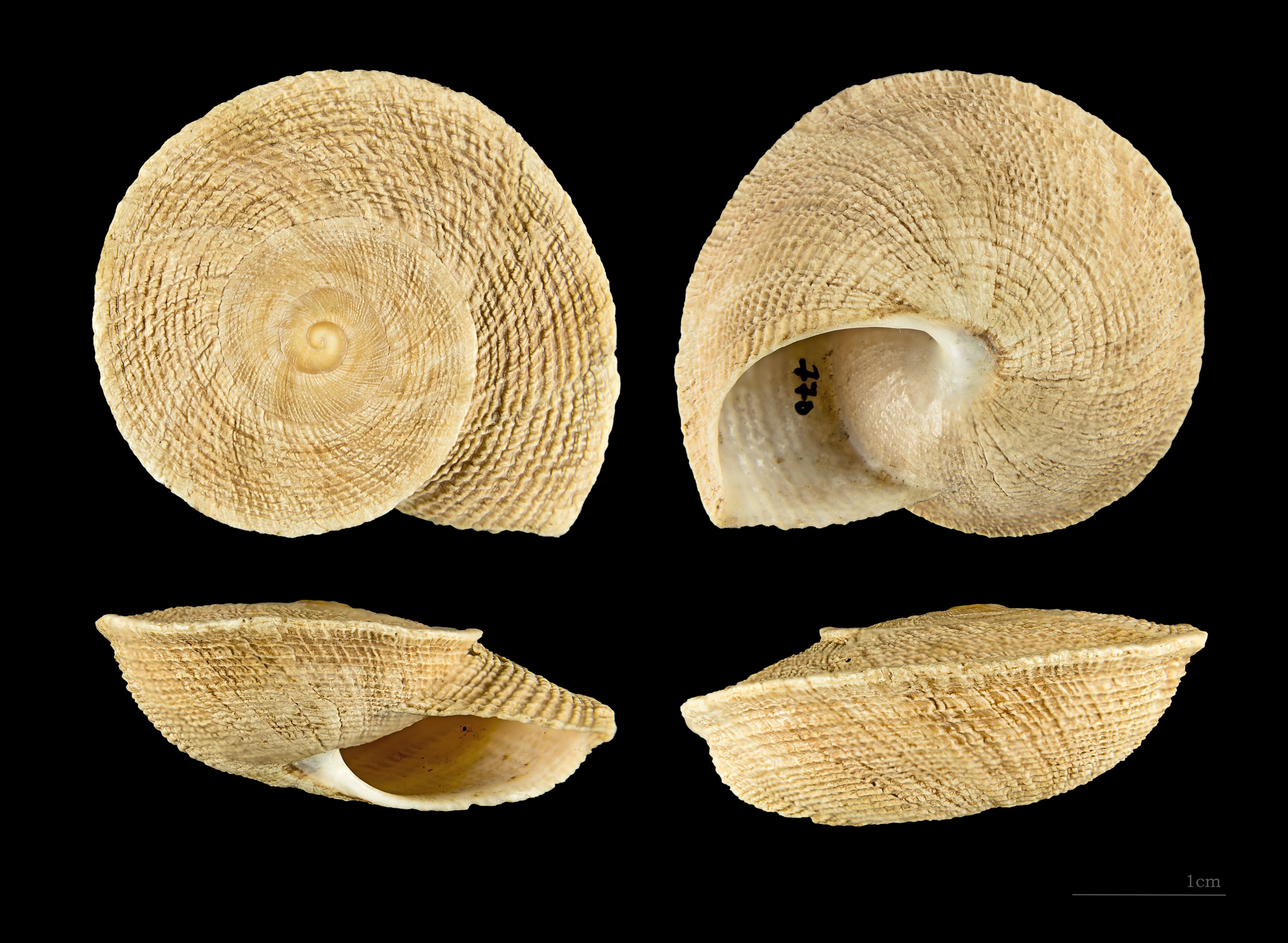 Iberus gualtieranus MHNT.CON.2002.770