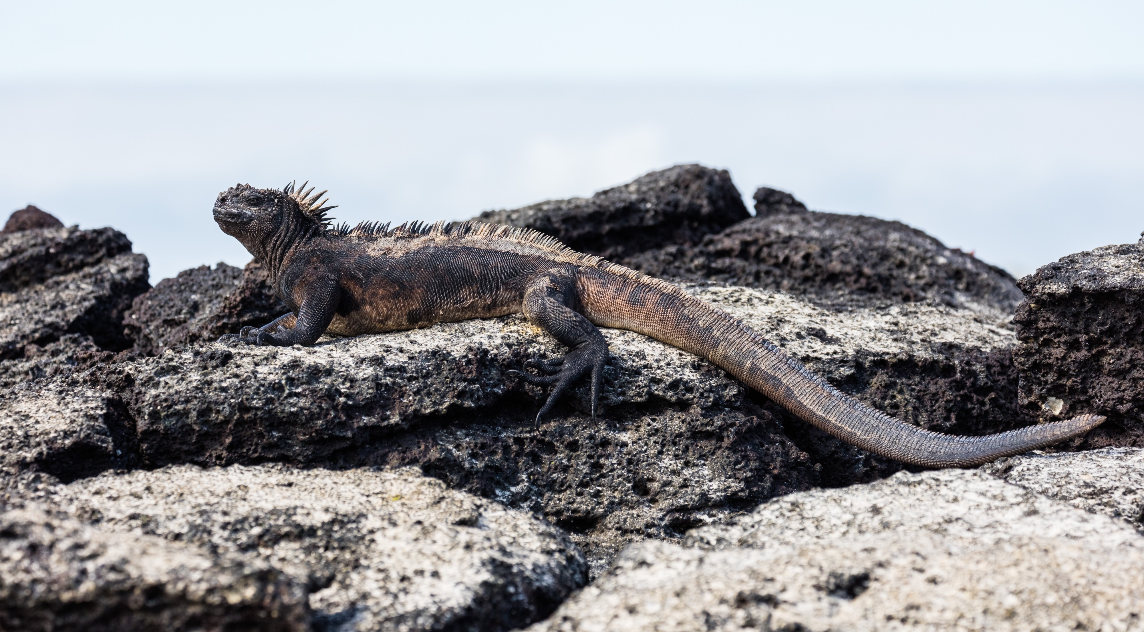 Iguana marina (Amblyrhynchus cristatus), Las Bachas, isla Santa Cruz, islas Galápagos, Ecuador, 2015-07-23, DD 23