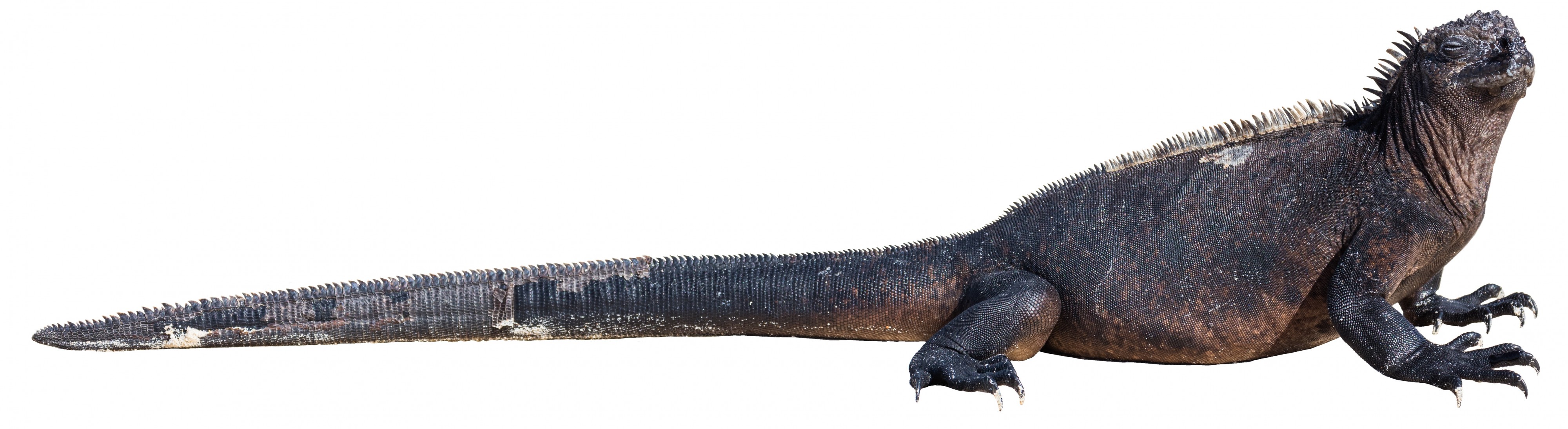 Iguana marina (Amblyrhynchus cristatus) white background