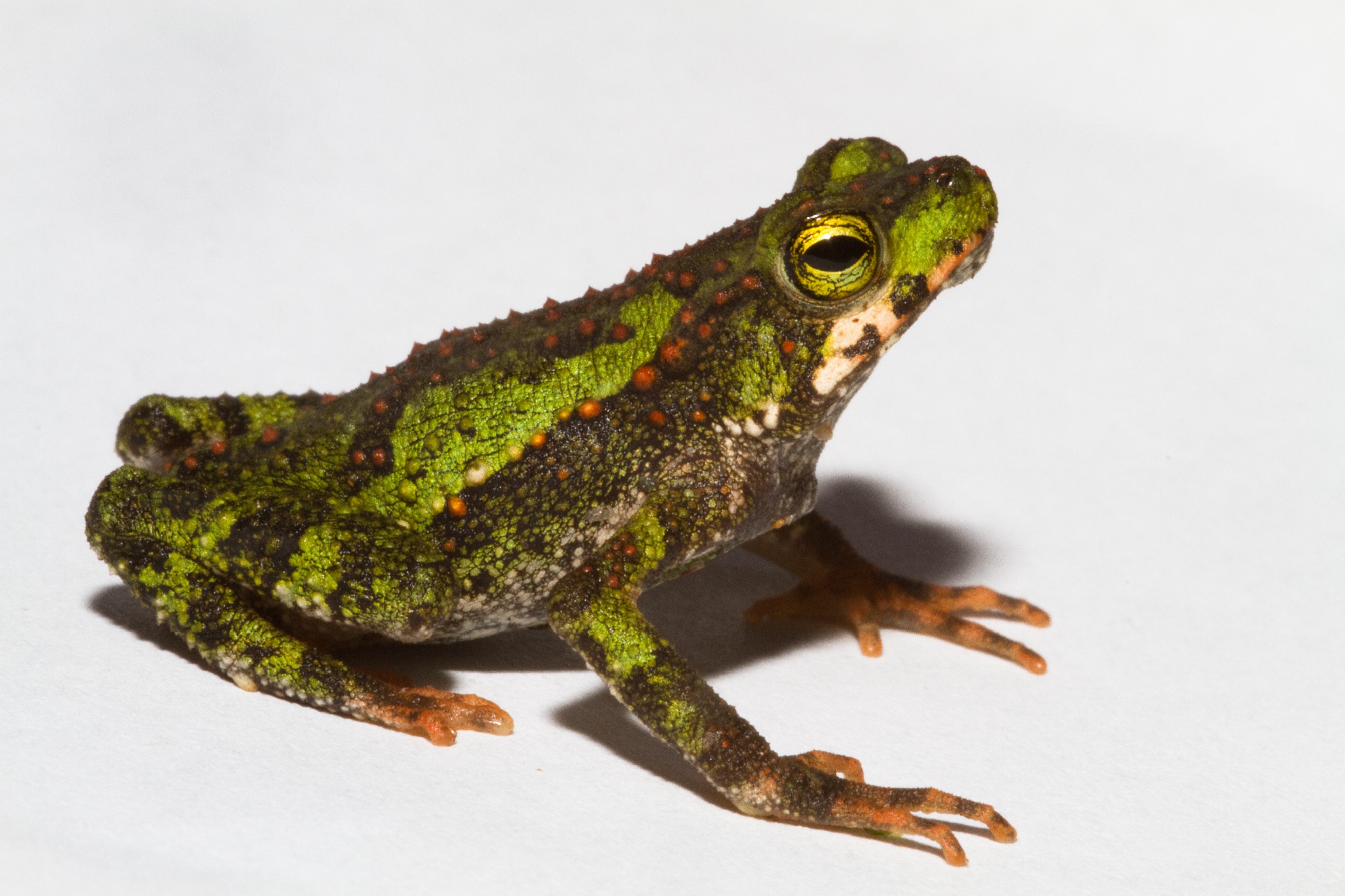 Incillius coniferus