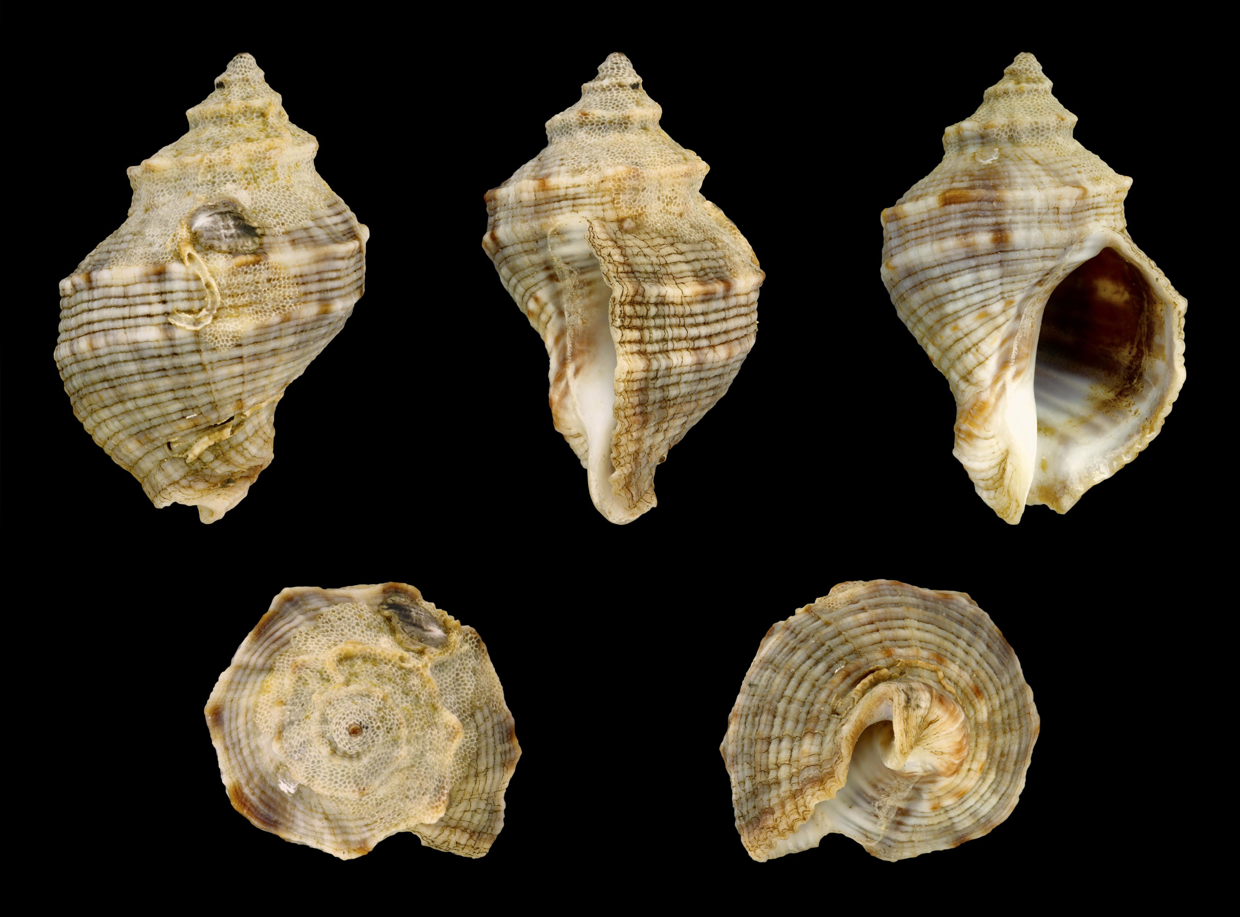 Indothais malayensis 01
