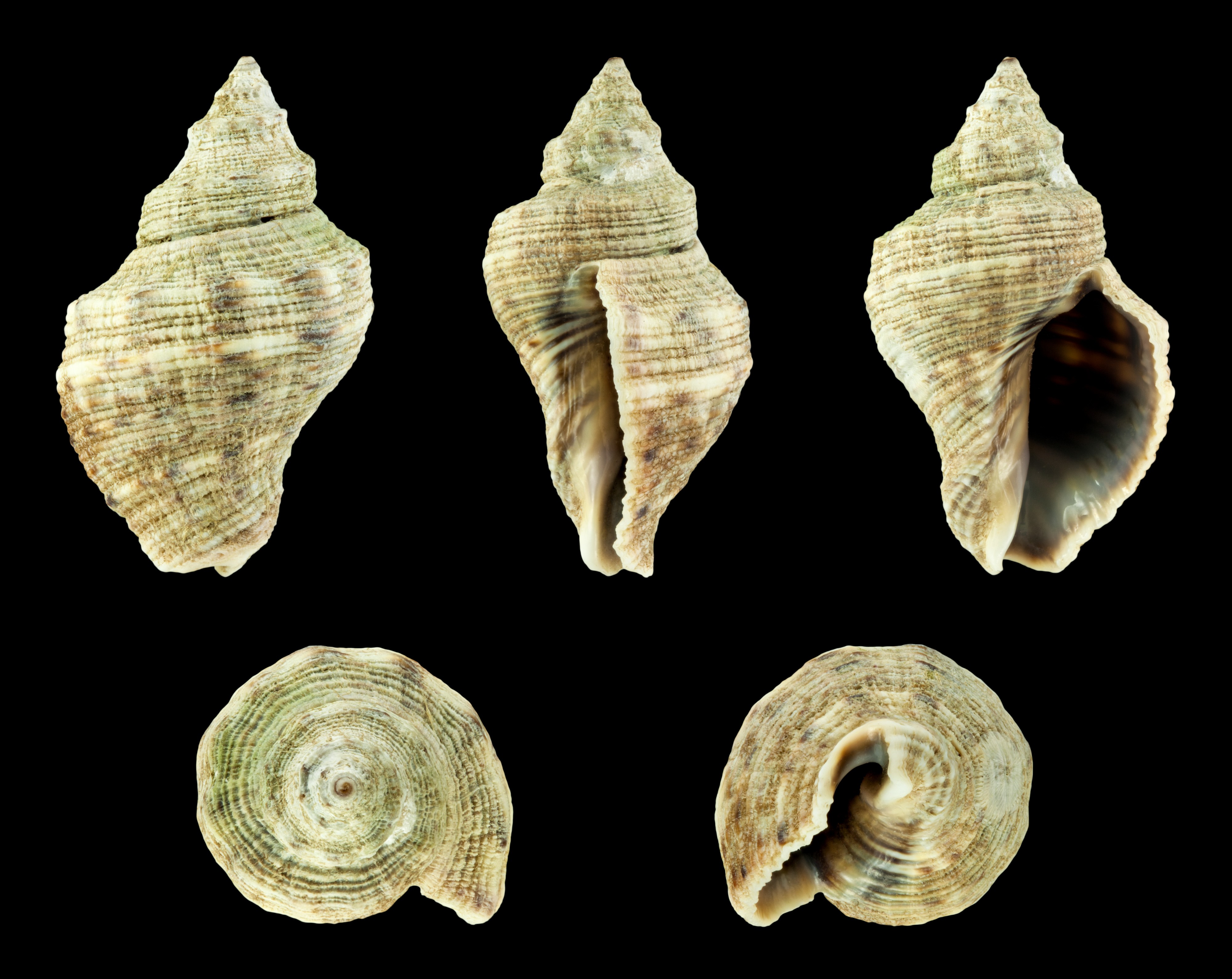 Indothais rufotincta 01
