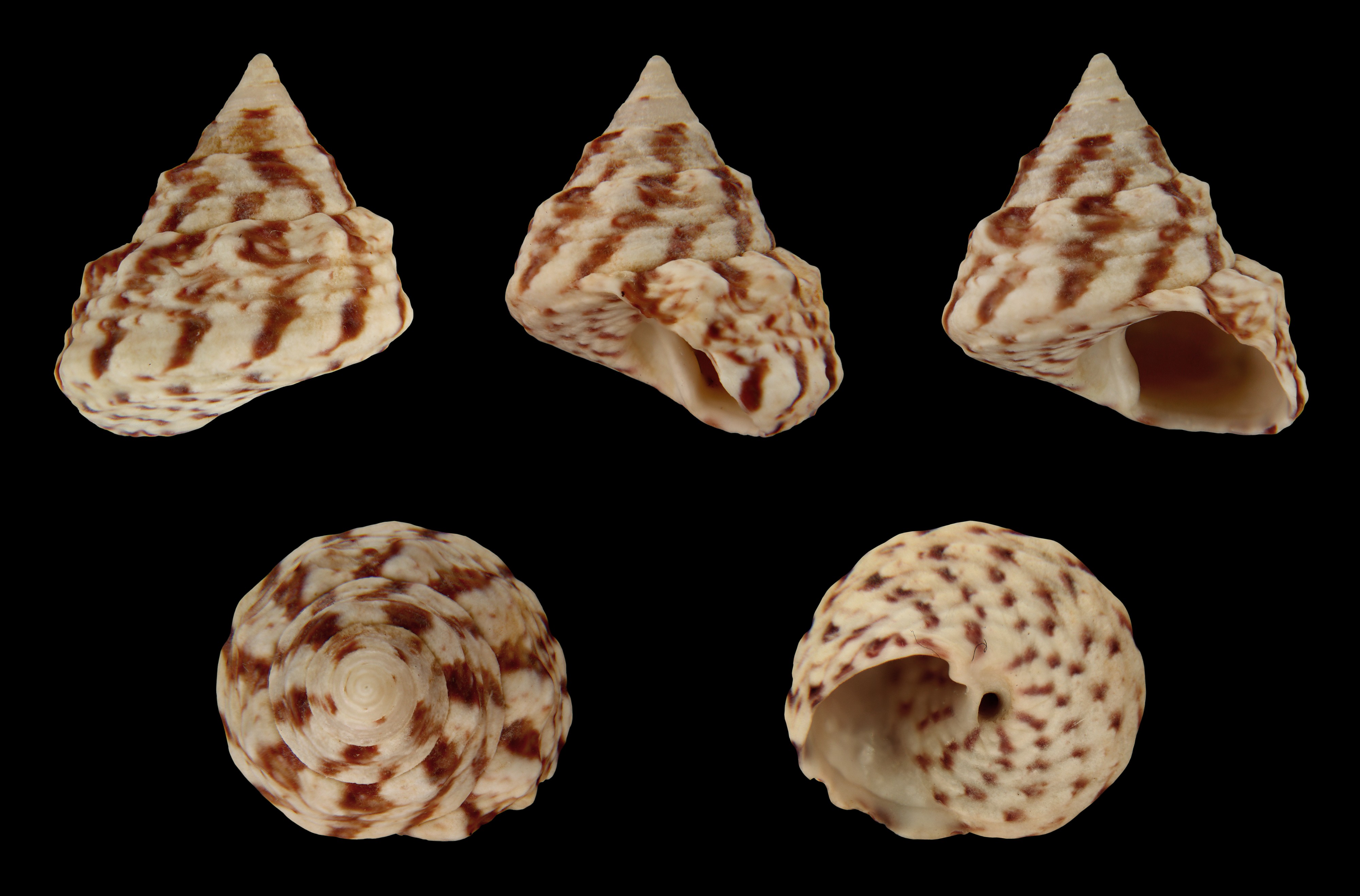 Infundibulops erythraeus 01