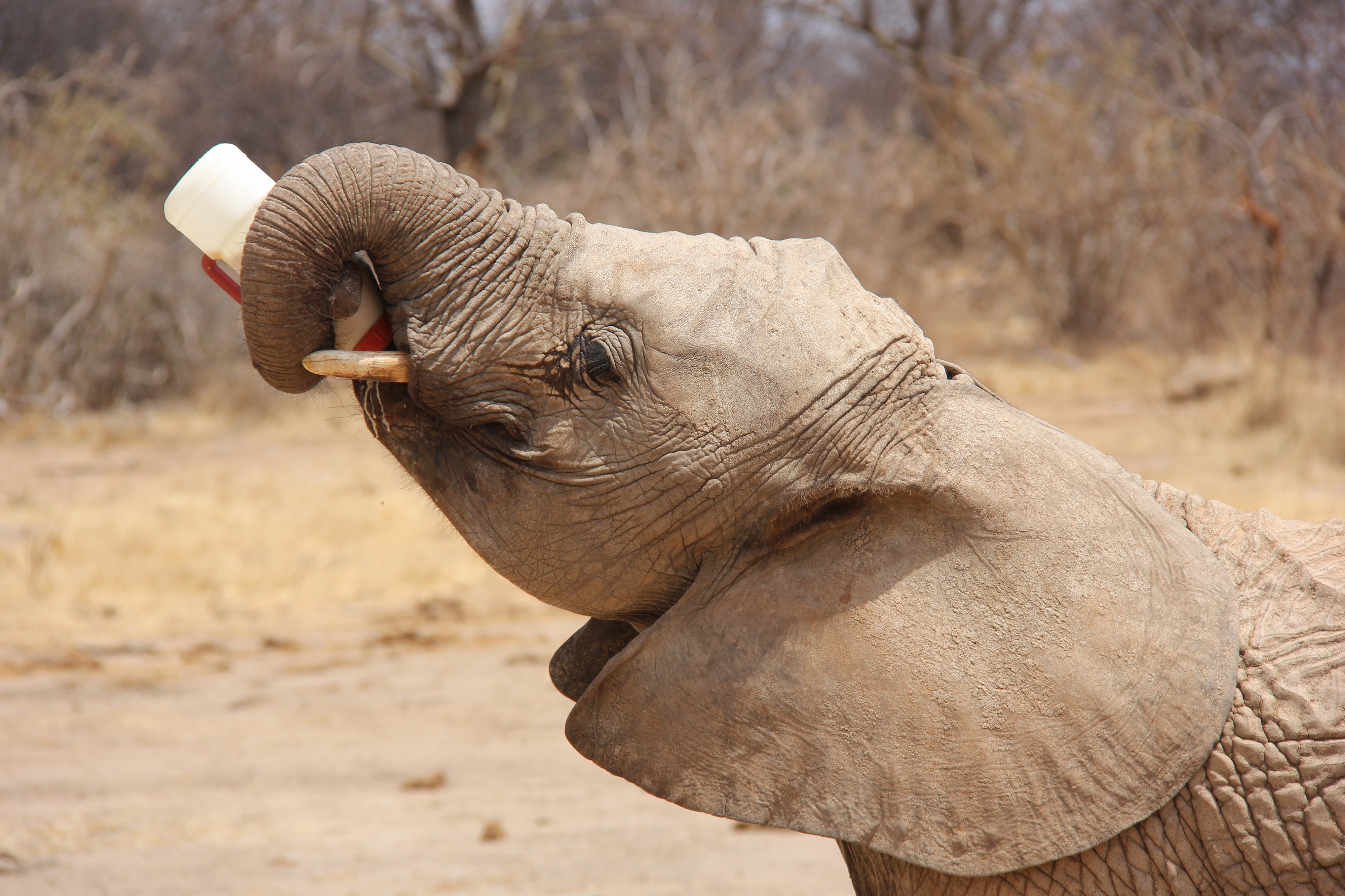 Ivory Orphans of Kenya 2013 (14721468929)