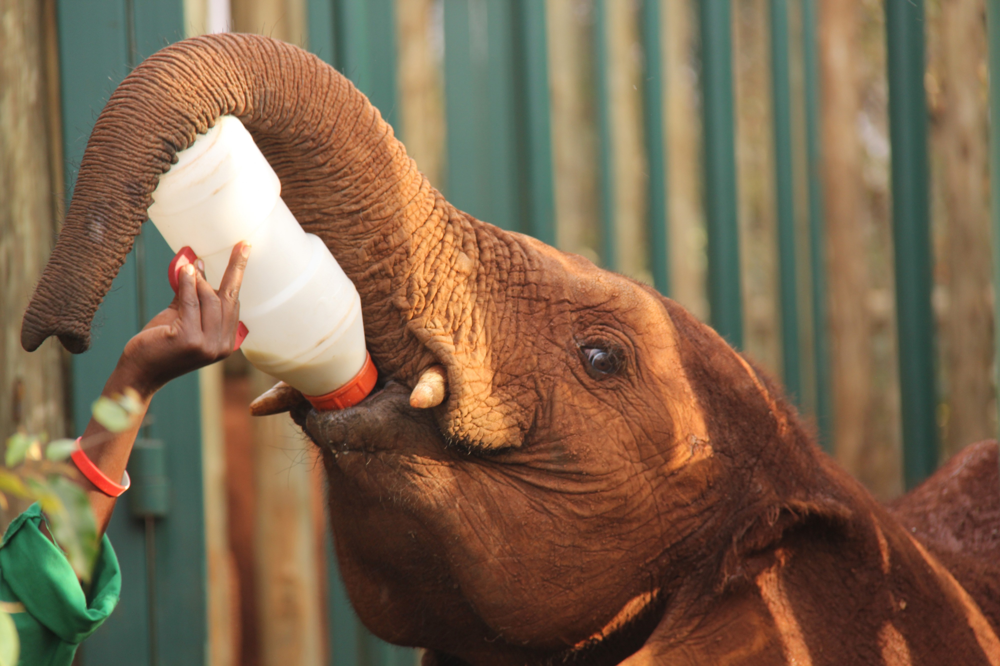 Ivory Orphans of Kenya 2013 (14908021162)