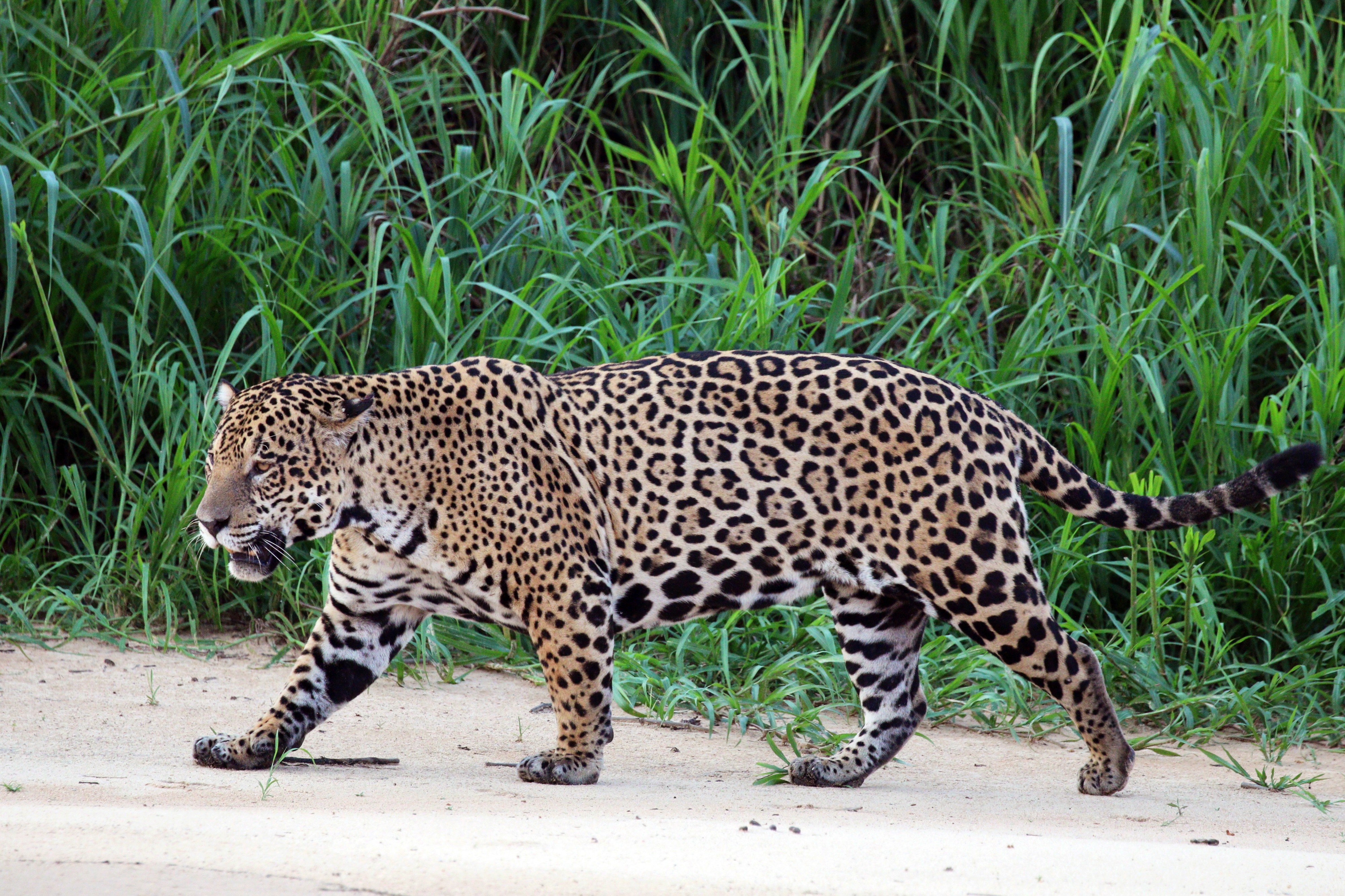 Jaguar (Panthera onca palustris) male Three Brothers River