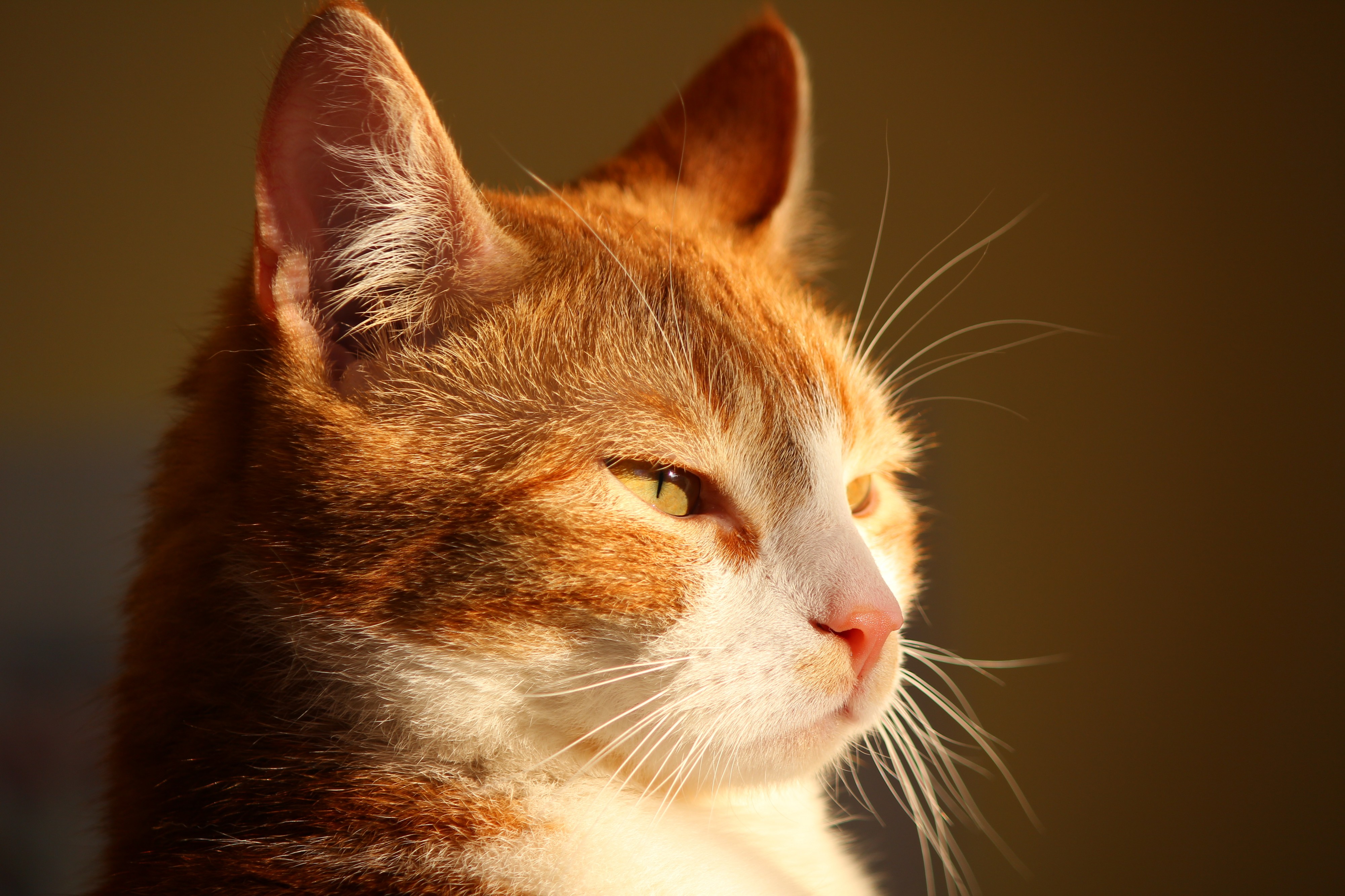 Jordi cat portrait