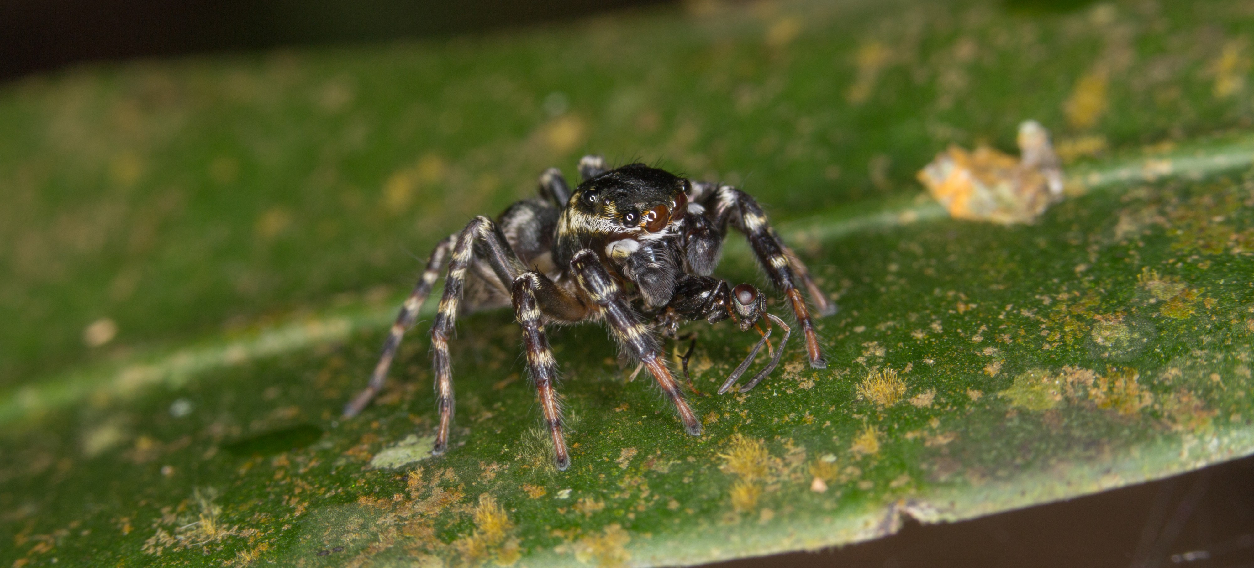 Jumping spider from ecuador (14864091349)