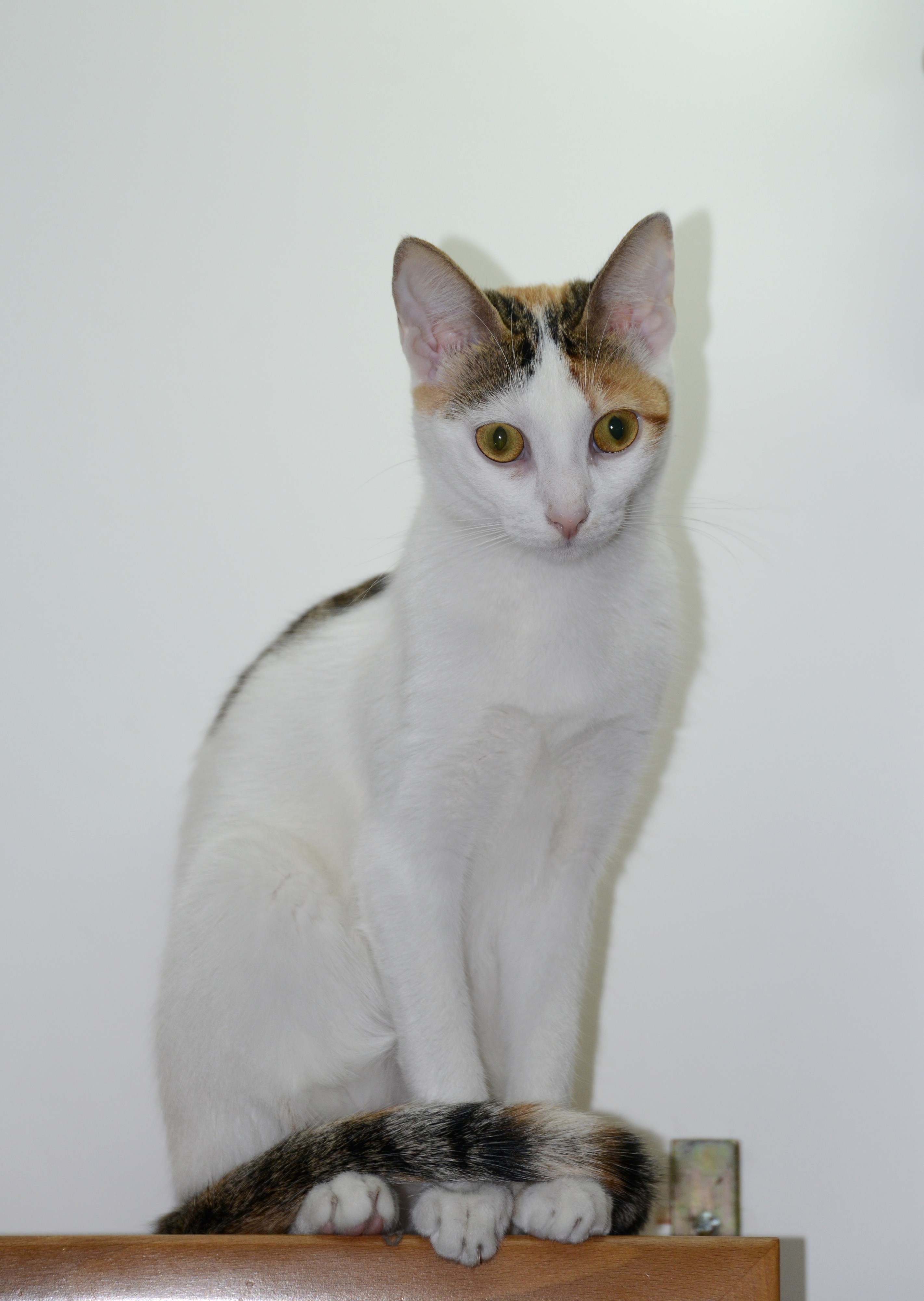 Kali December 2016-1