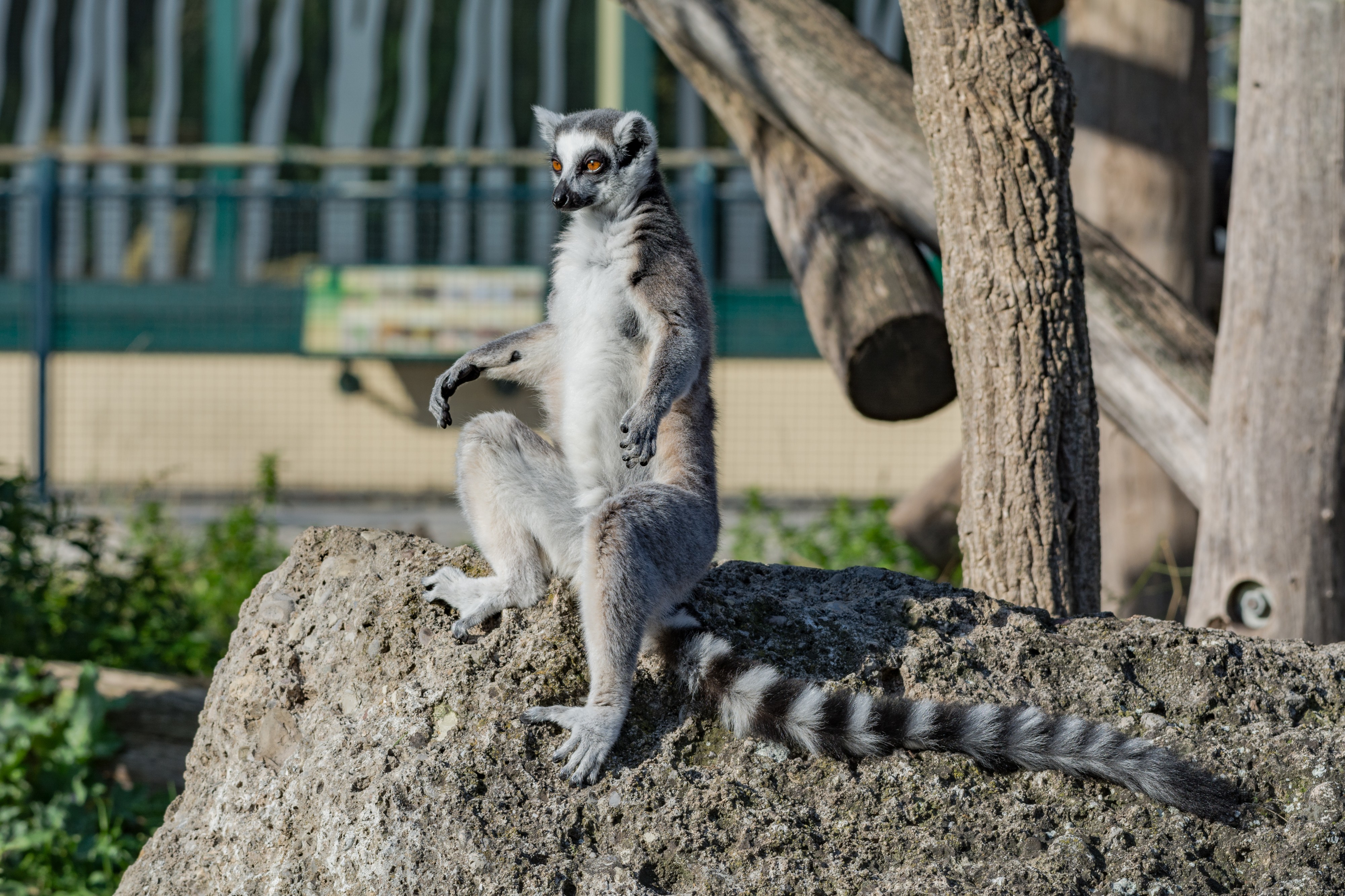 Katta Lemur catta Wien Tiergarten Schönbrunn