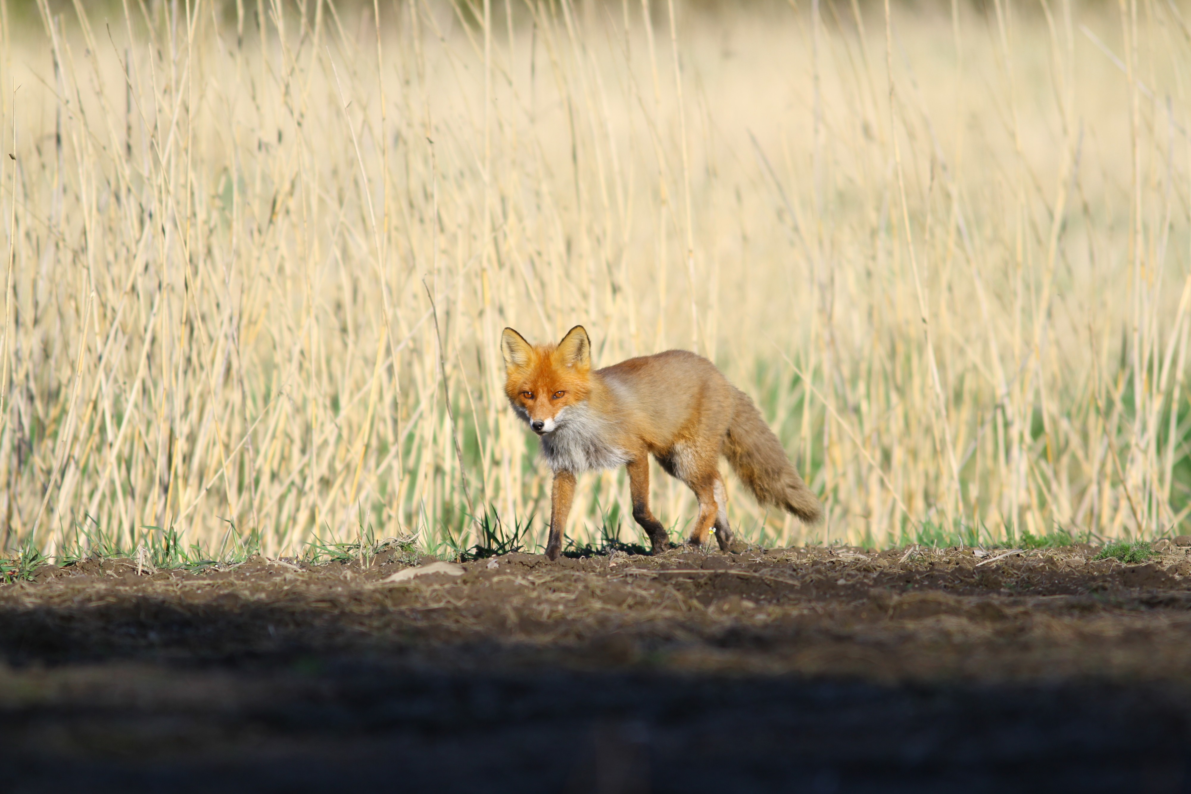 Kettu (Vulpes vulpes), Inttilä, Luonnonmaa, Naantali, 13.5.2012 (6)
