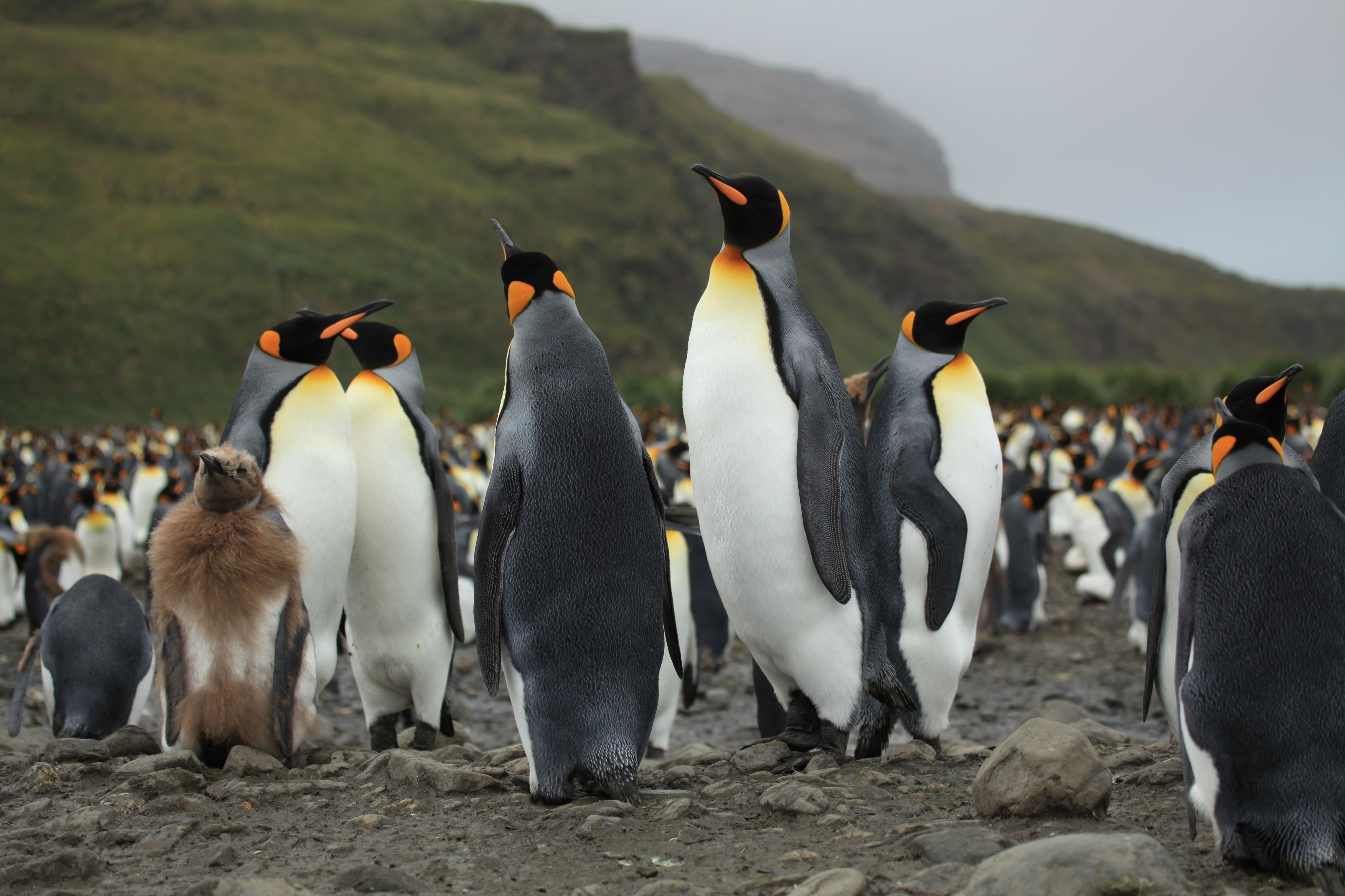 King Penguins at Salisbury Plain (5719983086)