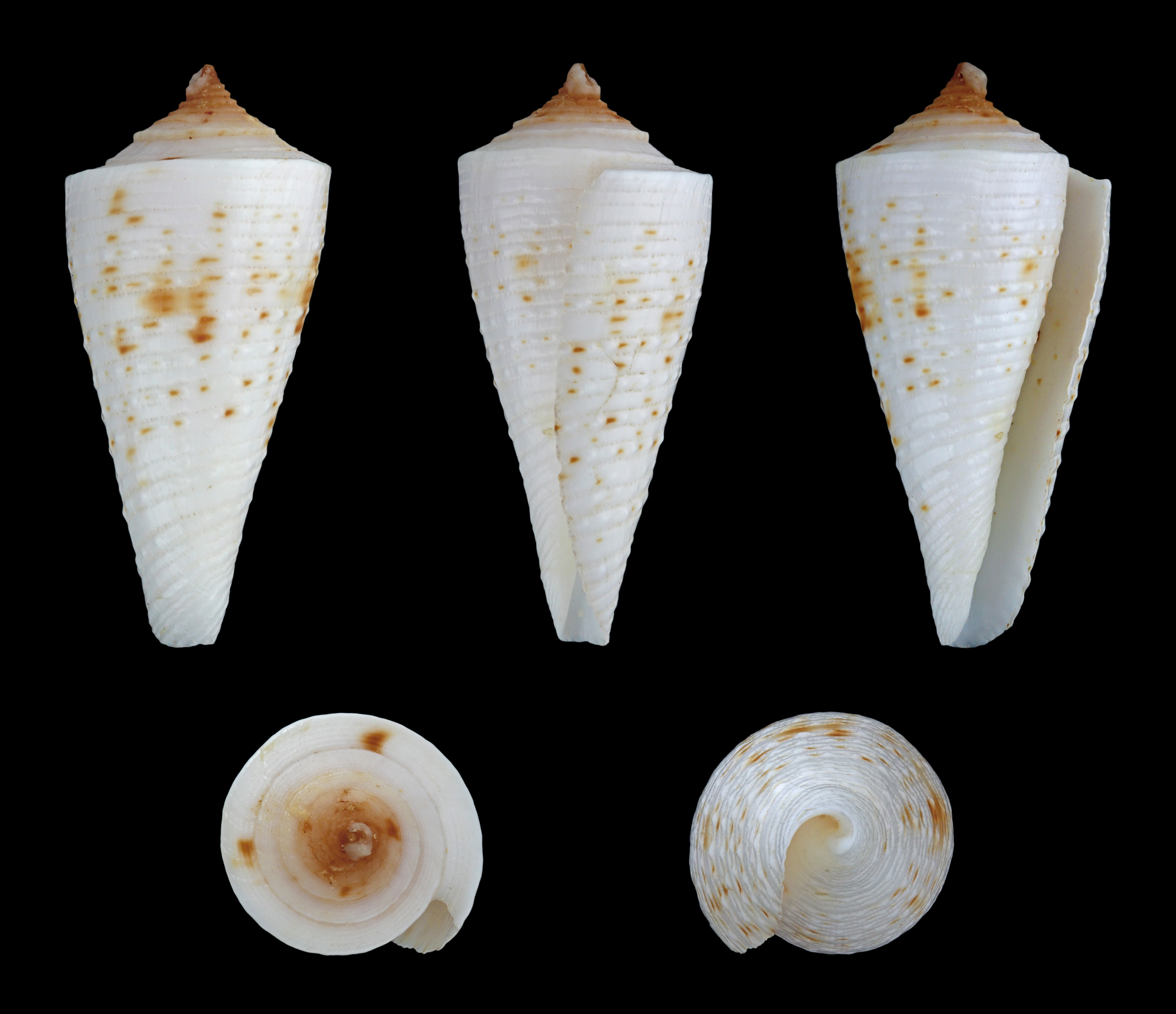 Kioconus tribblei tribblei 01