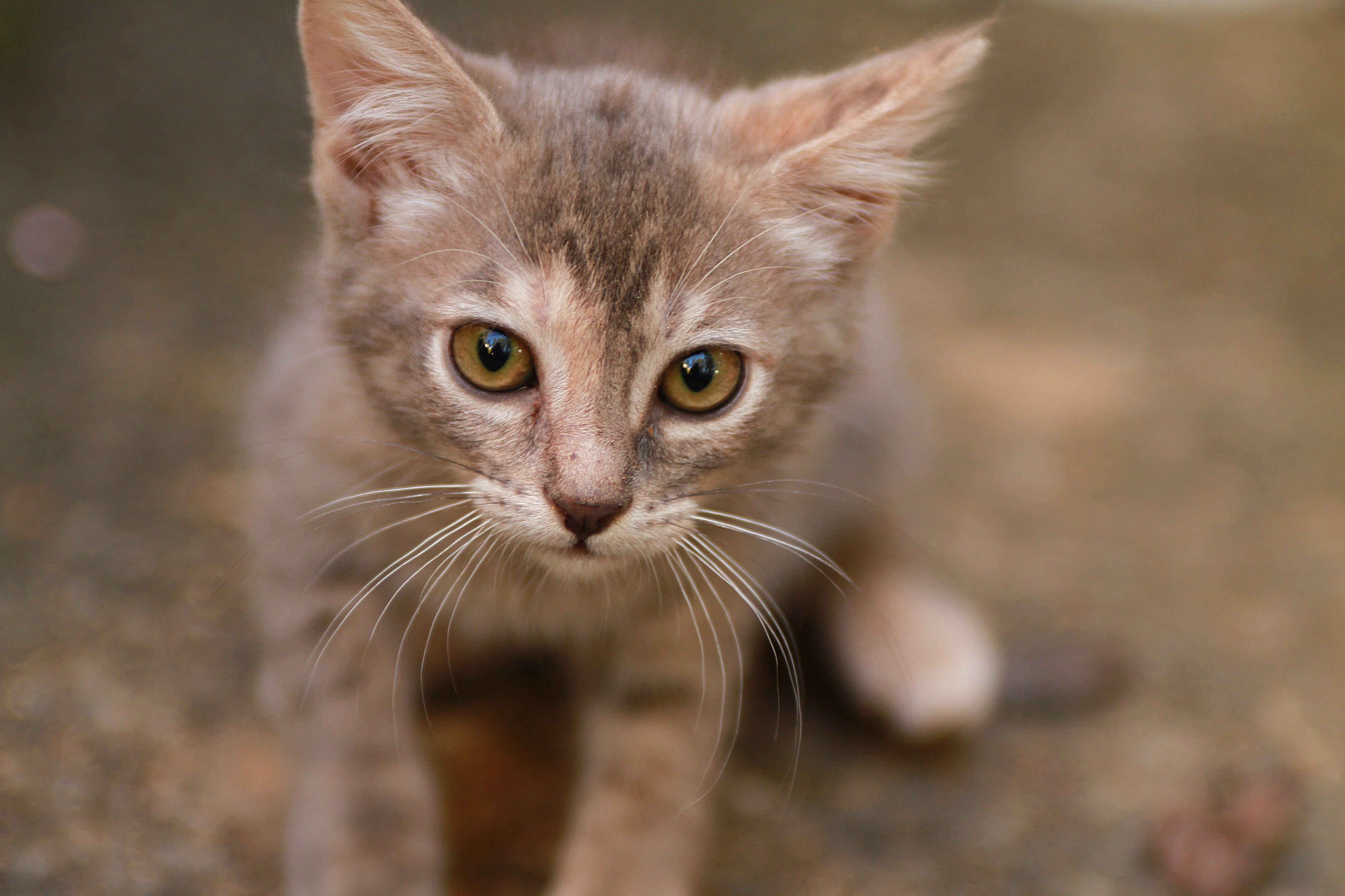 Kitten 5
