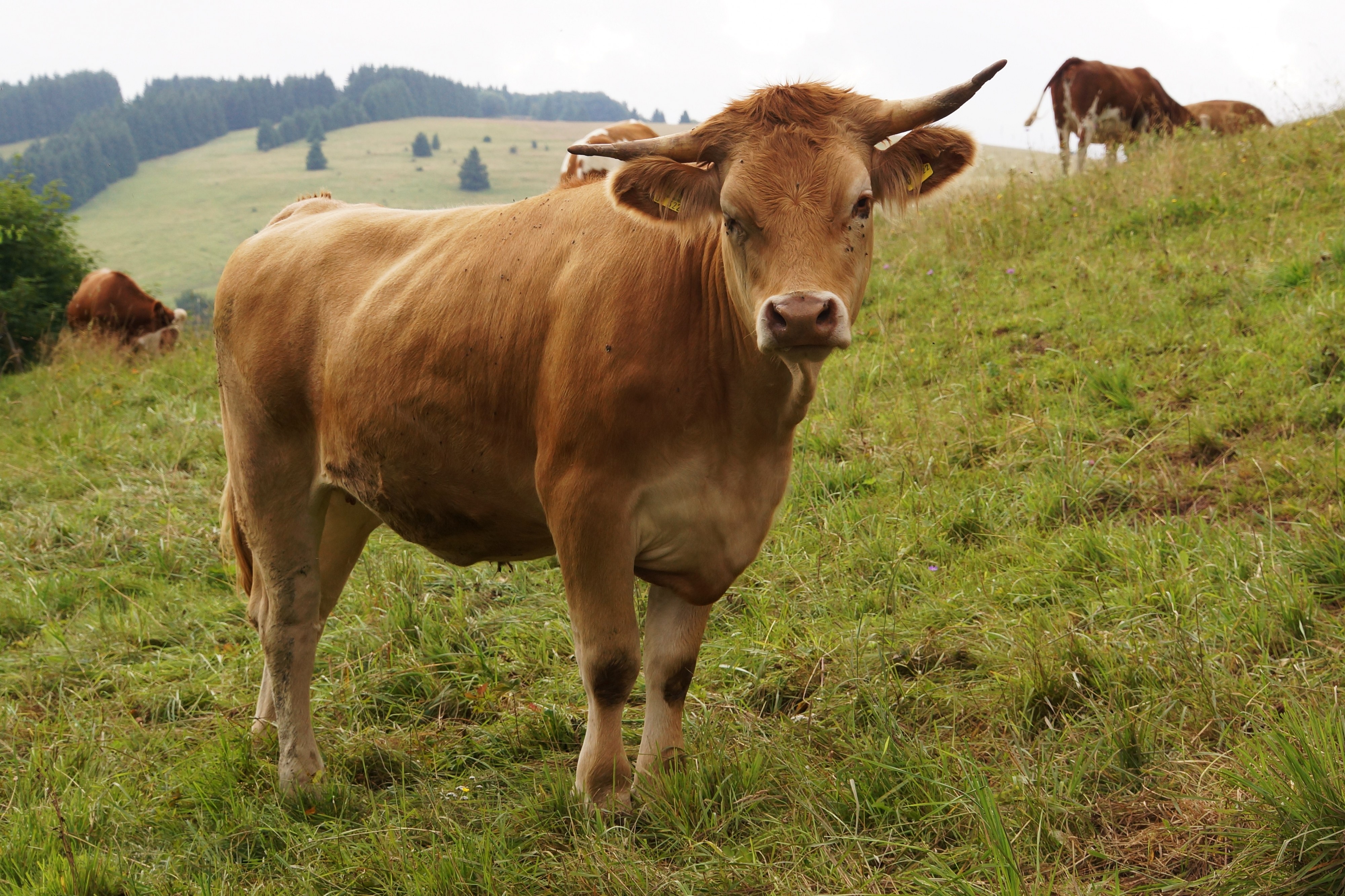 Kreuzungsrind auf der Weide