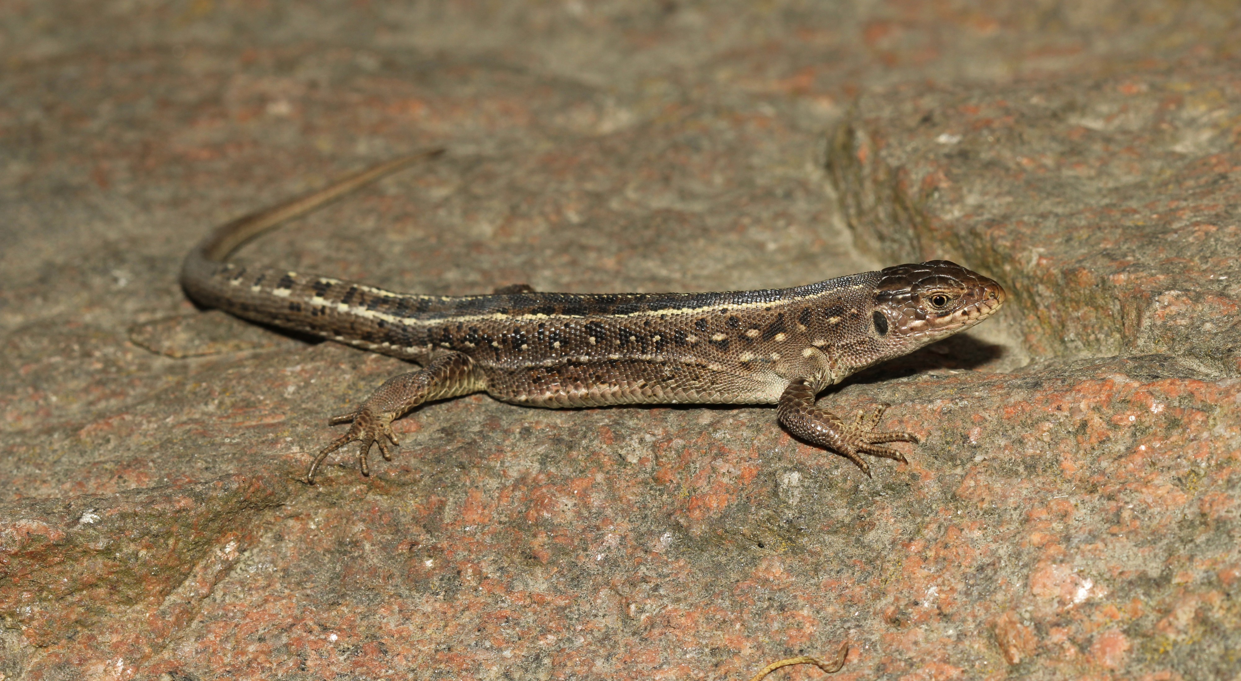 Lacerta agilis female 2014 G1