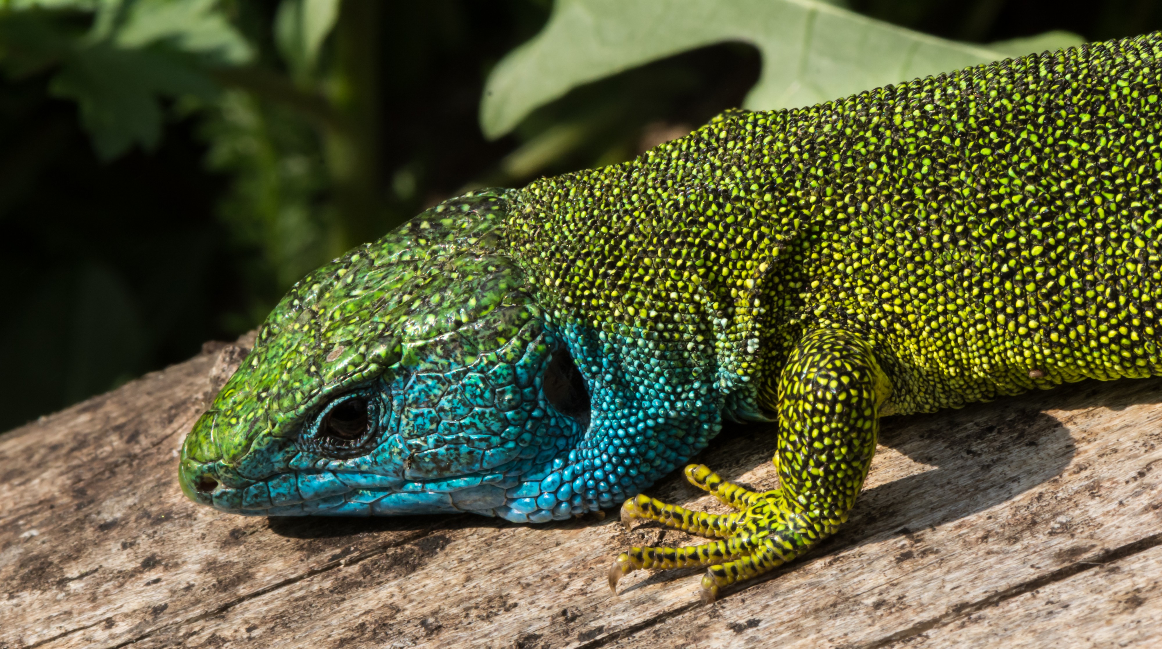 Lacerta viridis - male 04