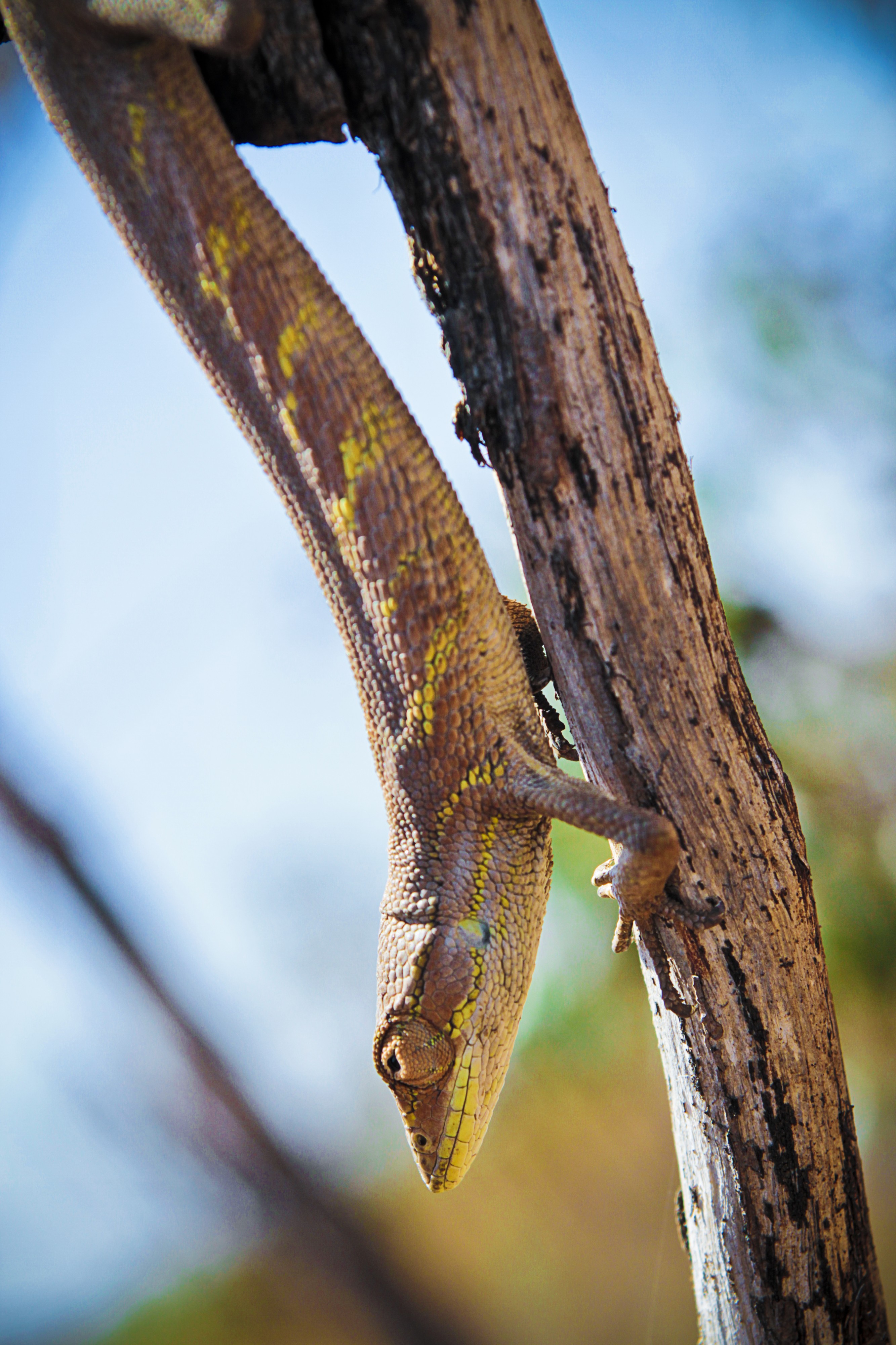 Lagarto 3