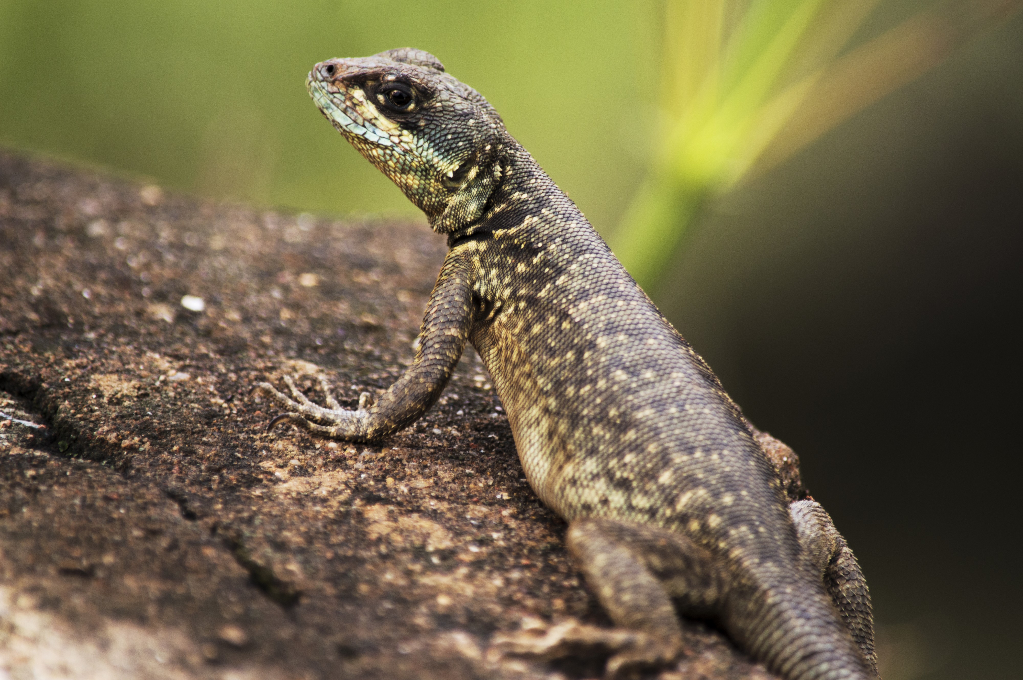 Lagarto na pedra