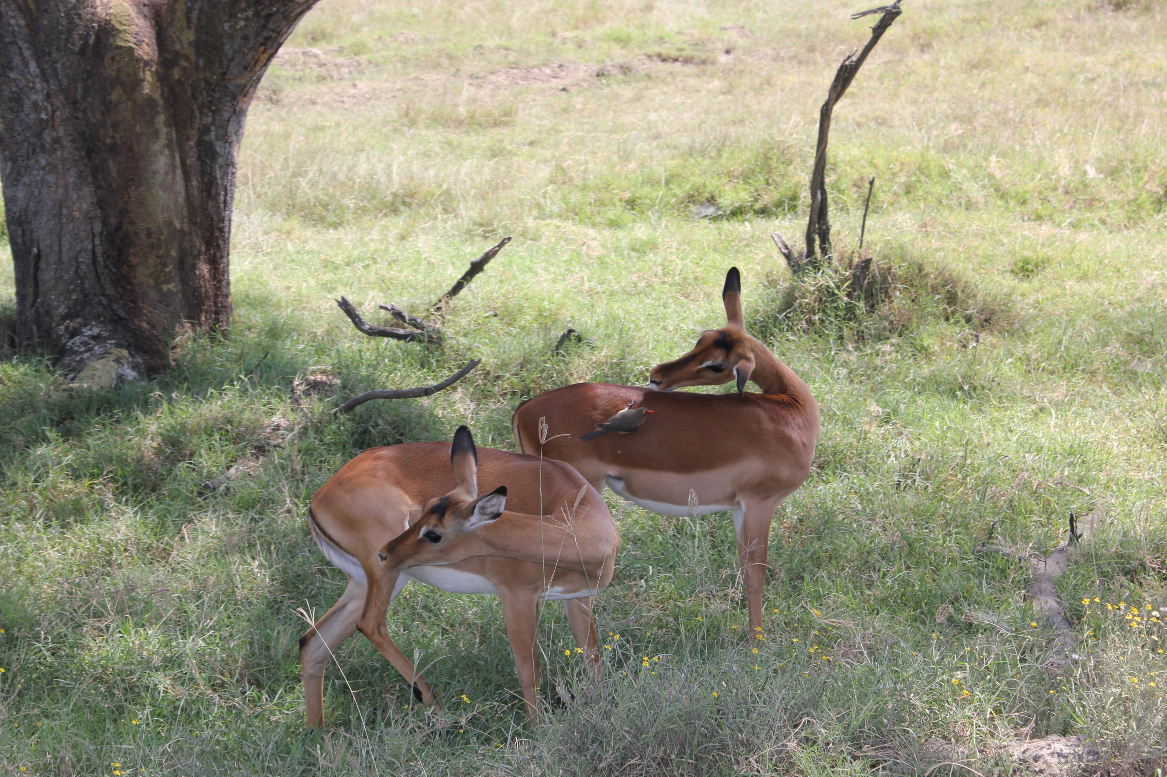Laika ac Lake Nakuru National Park (6693374009)