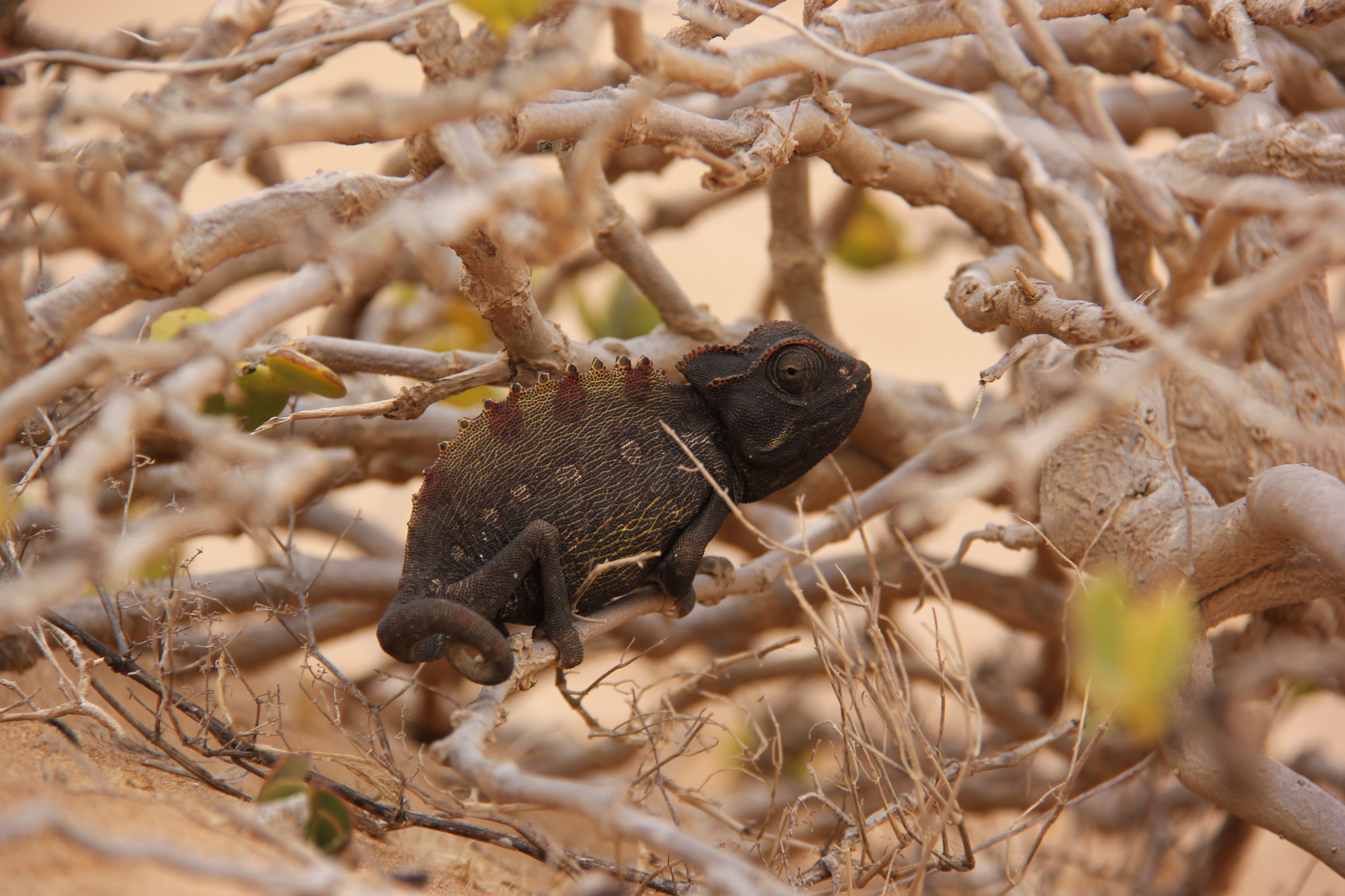 Laika ac Namaqua Chameleon (8446604184)