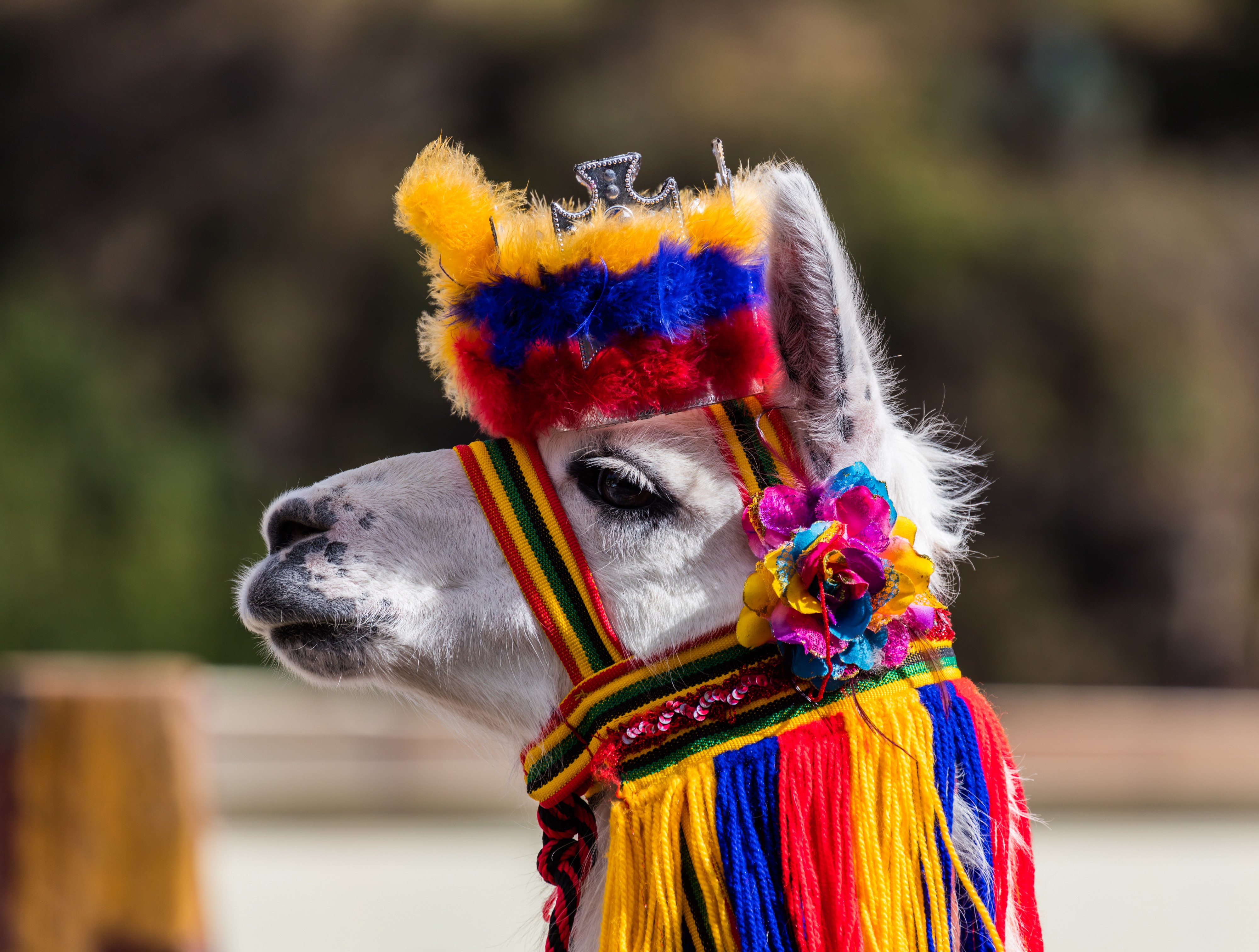 Lama, Ipiales, Colombia, 2015-07-21, DD 04