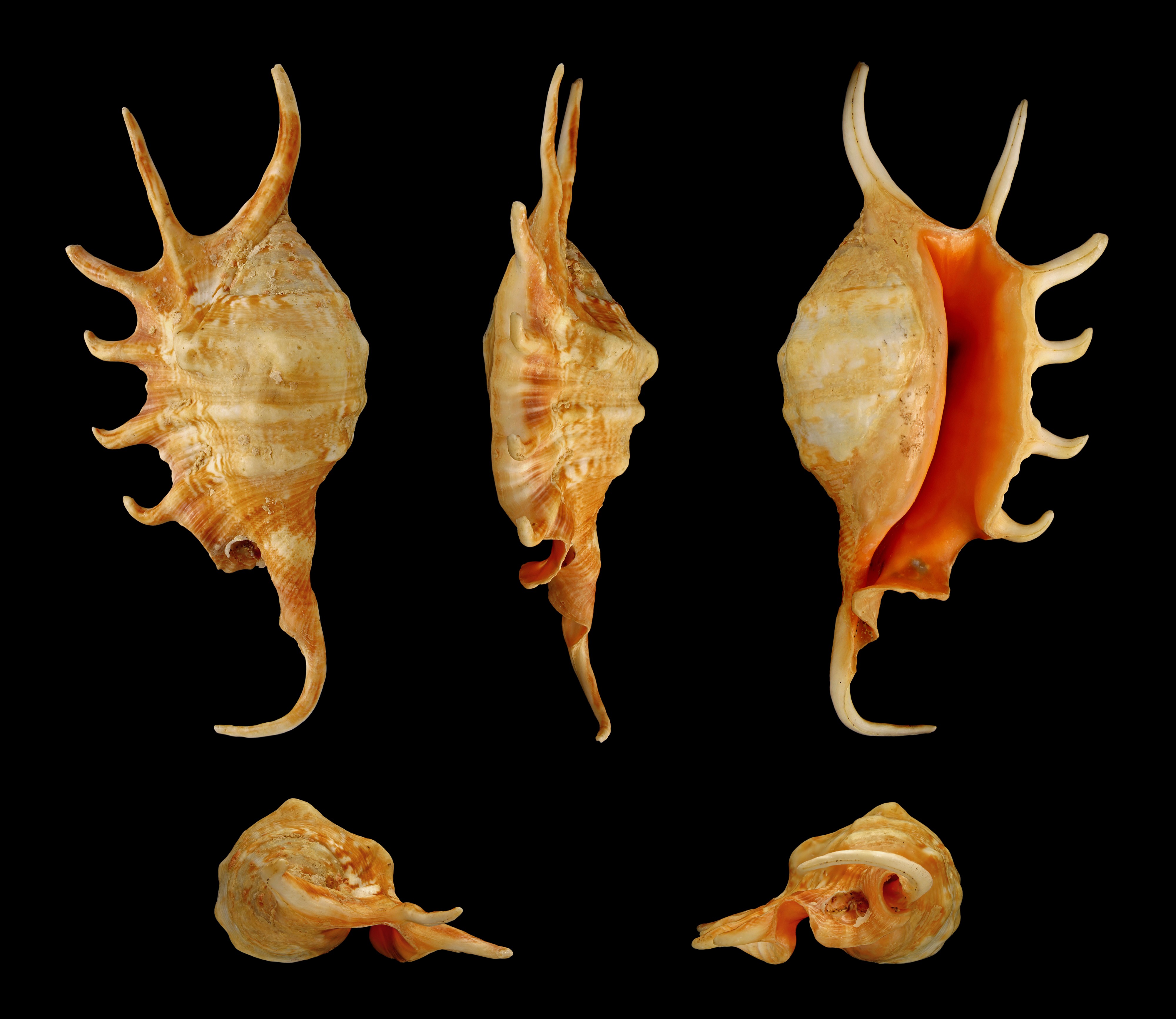 Lambis crocata