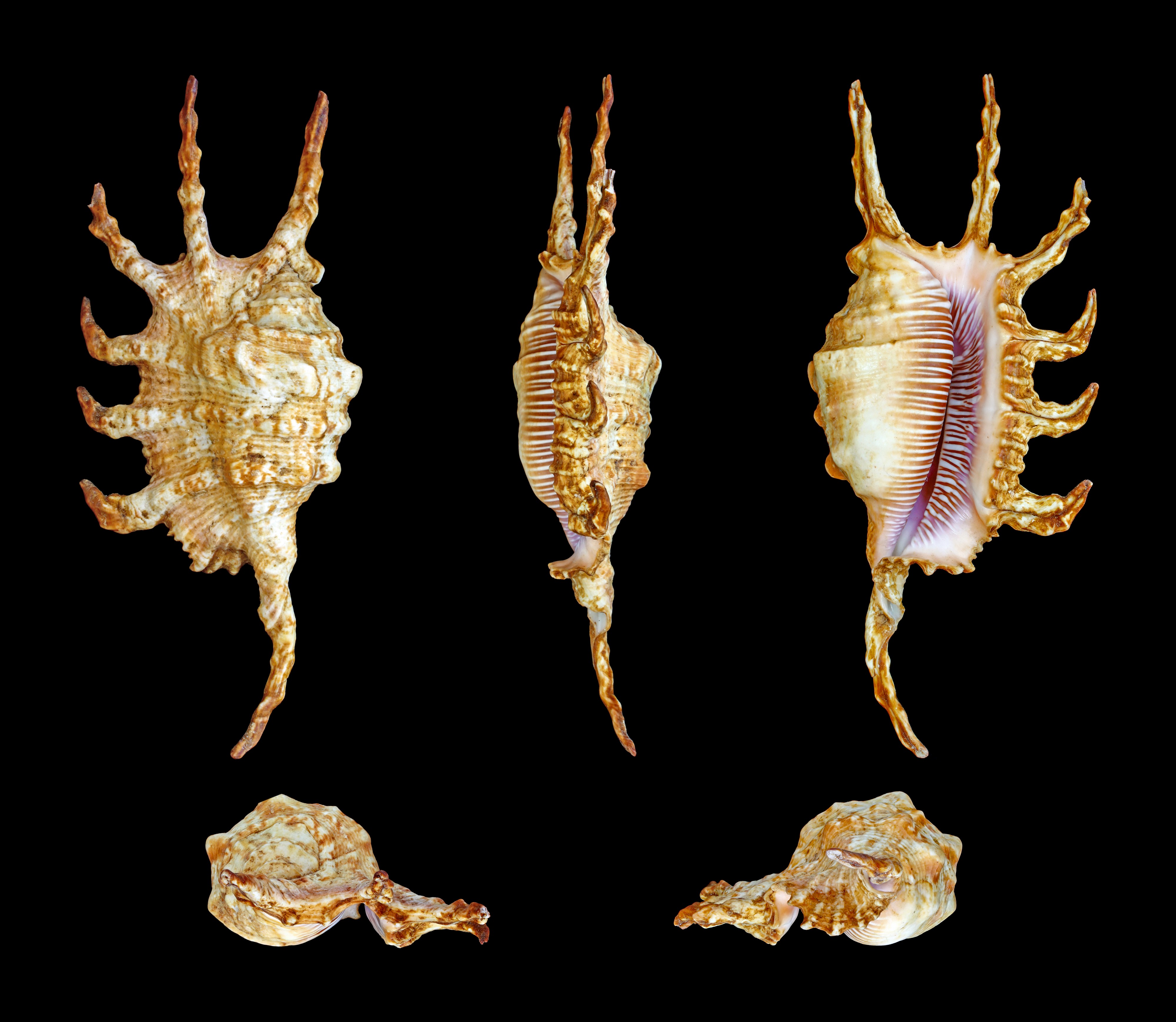 Lambis scorpius indomaris 01