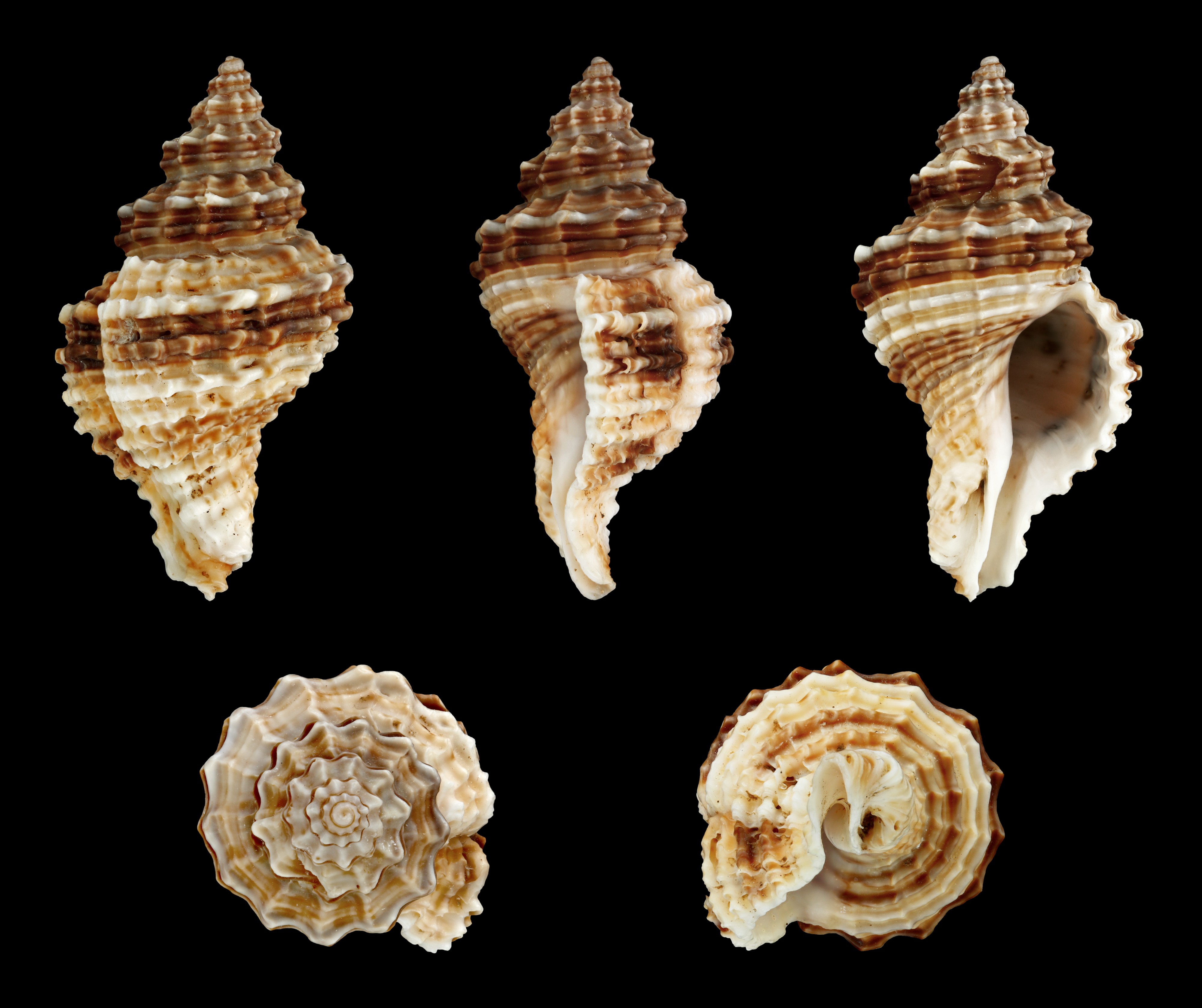 Lataxiena fimbriata 01