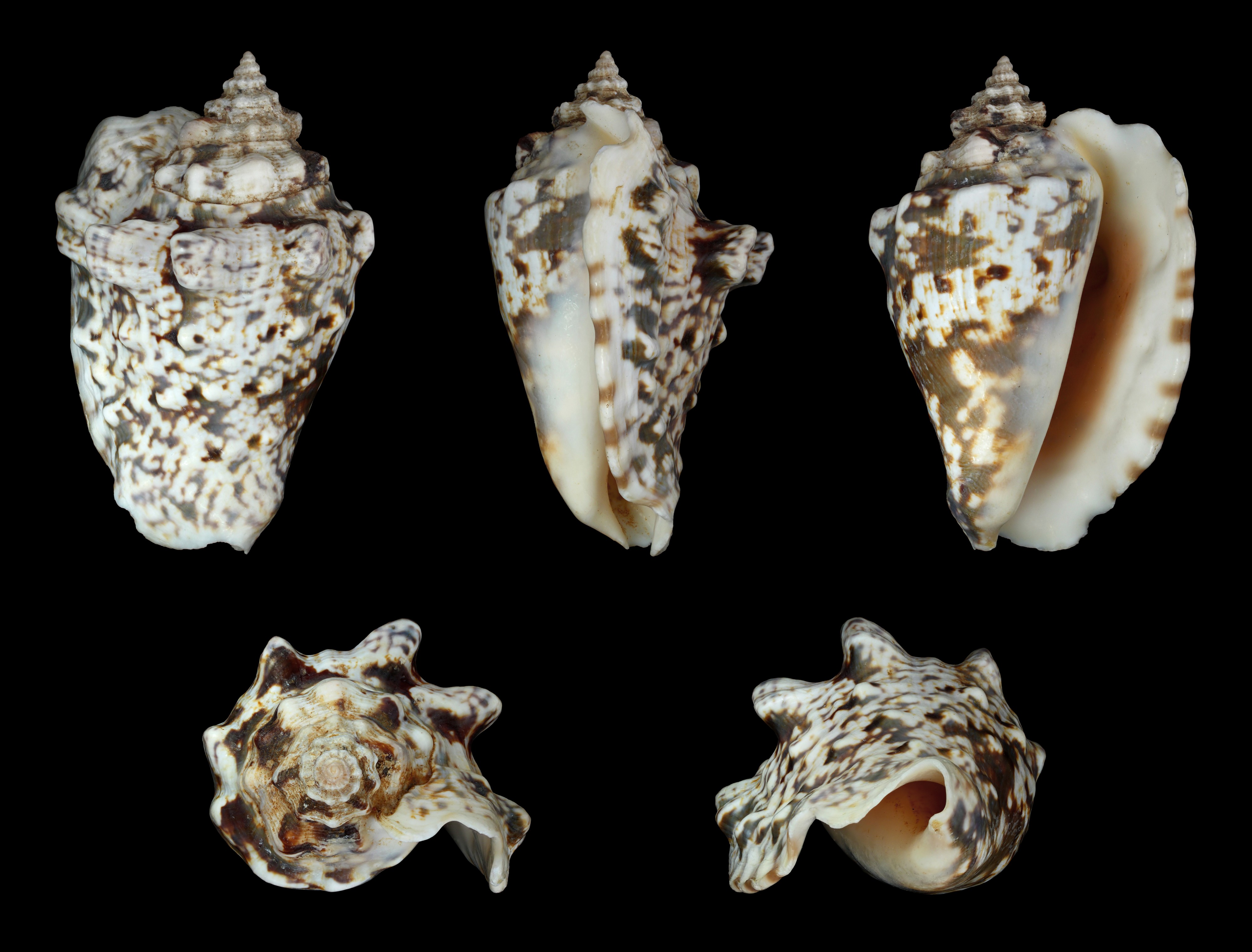 Lentigo lentiginosus 01
